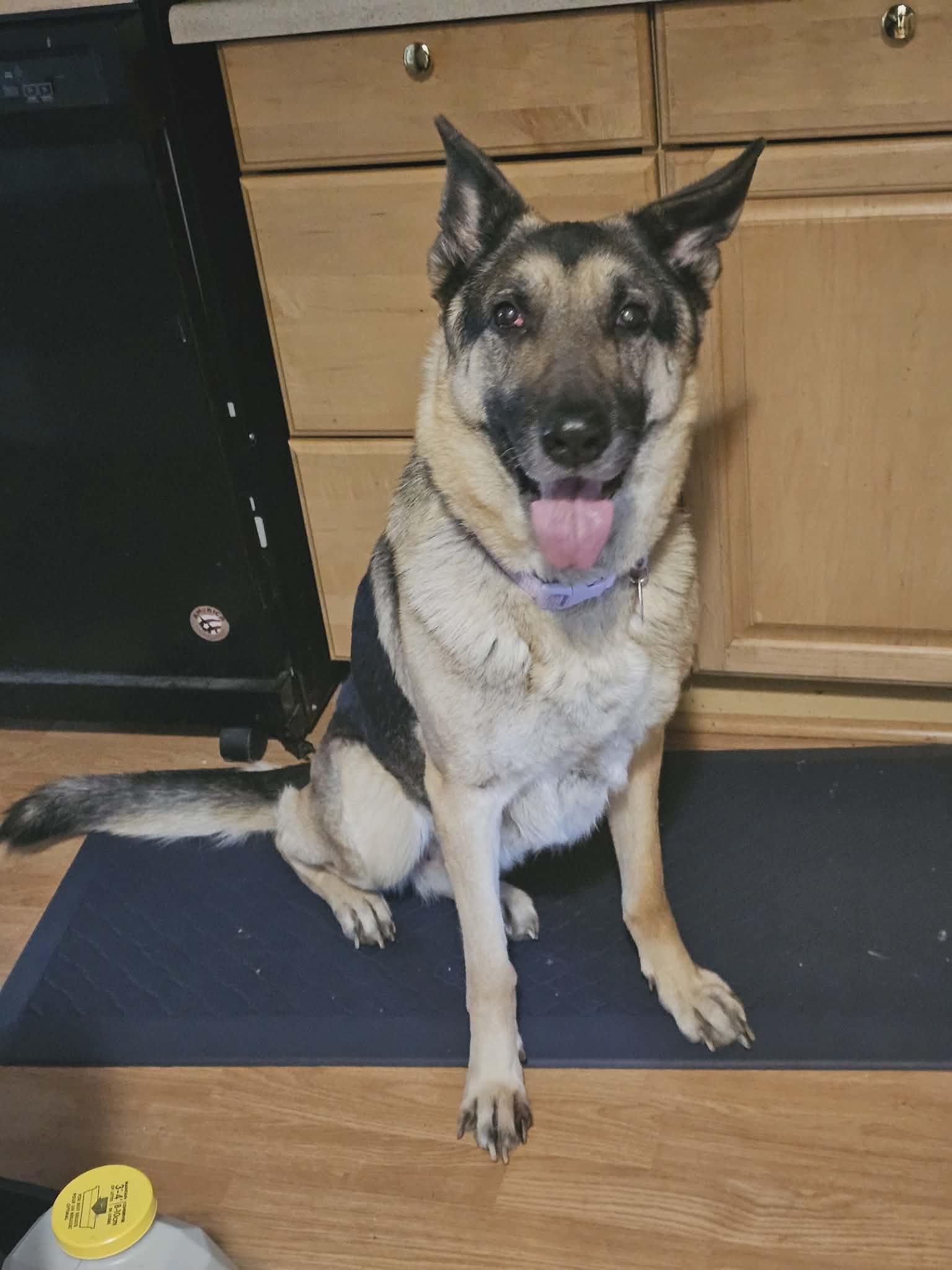 Maggie, Adoptable, Senior Female German Shepherd Dog.