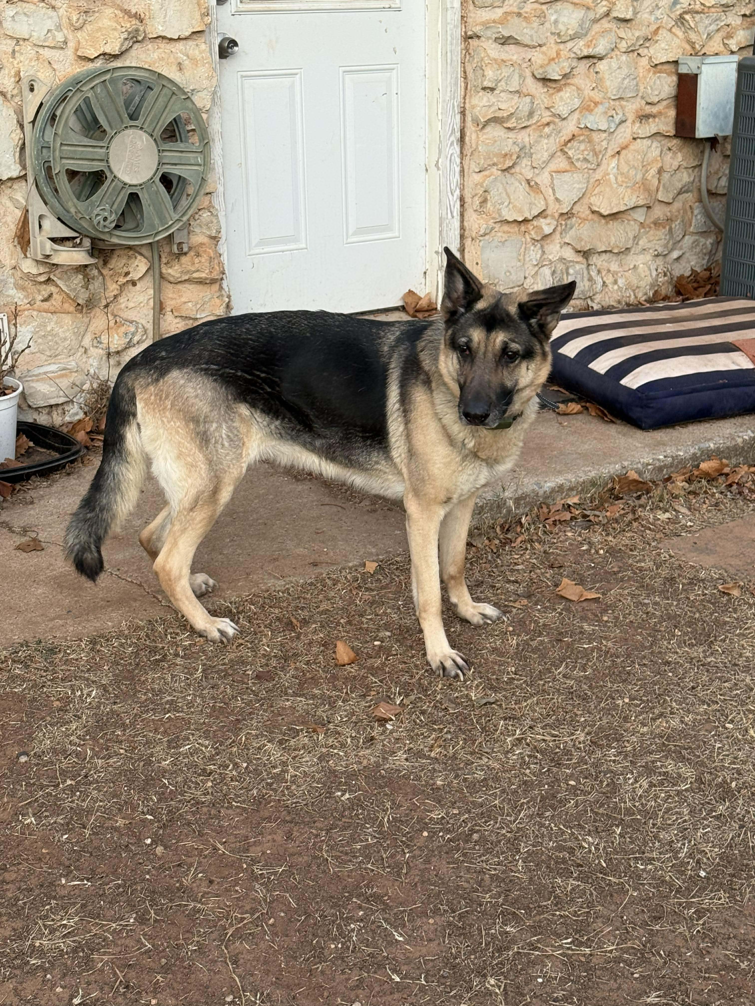Enlarge Maggie, a Adoptable German Shepherd Dog in Bar Nunn, WY image 2/2