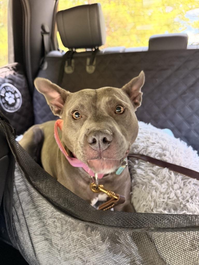 Enlarge Toula, a Adoptable mixed breed in Johnston, RI image 2/3