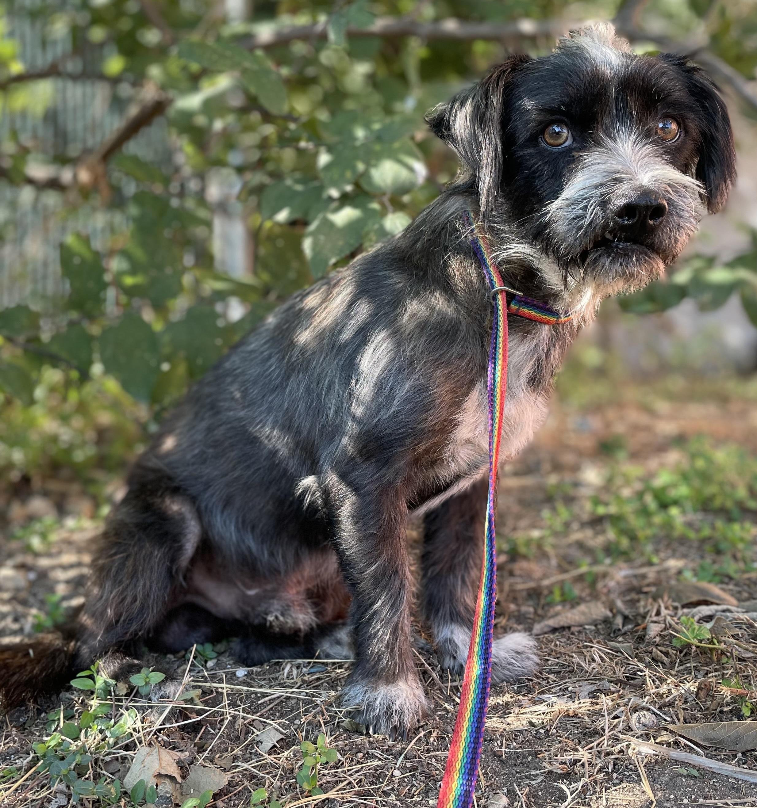 BENNY, adopted, Young Male Schnauzer.