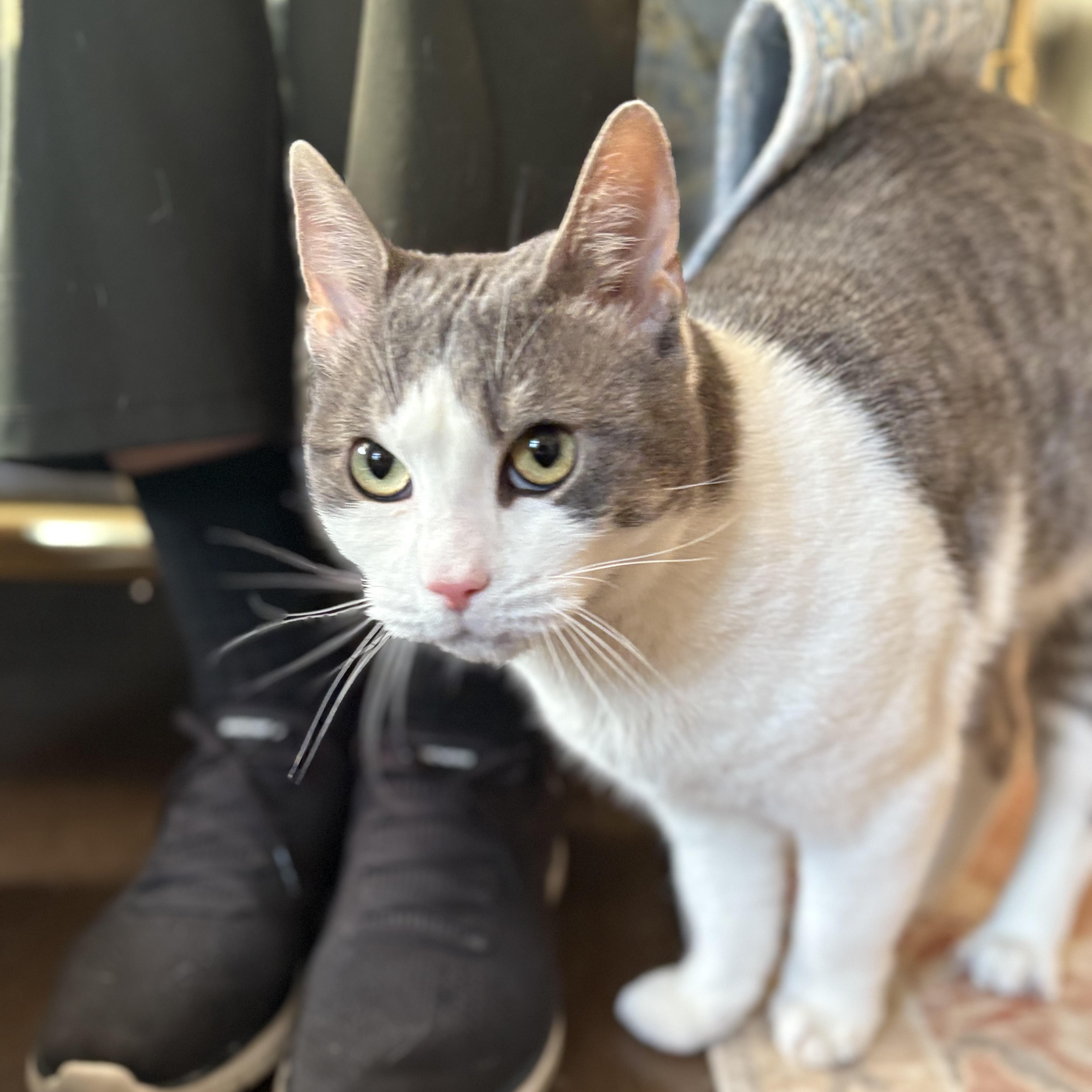Man of your dreams Mercury, an adopted Domestic Short Hair in Providence, RI image 3/5