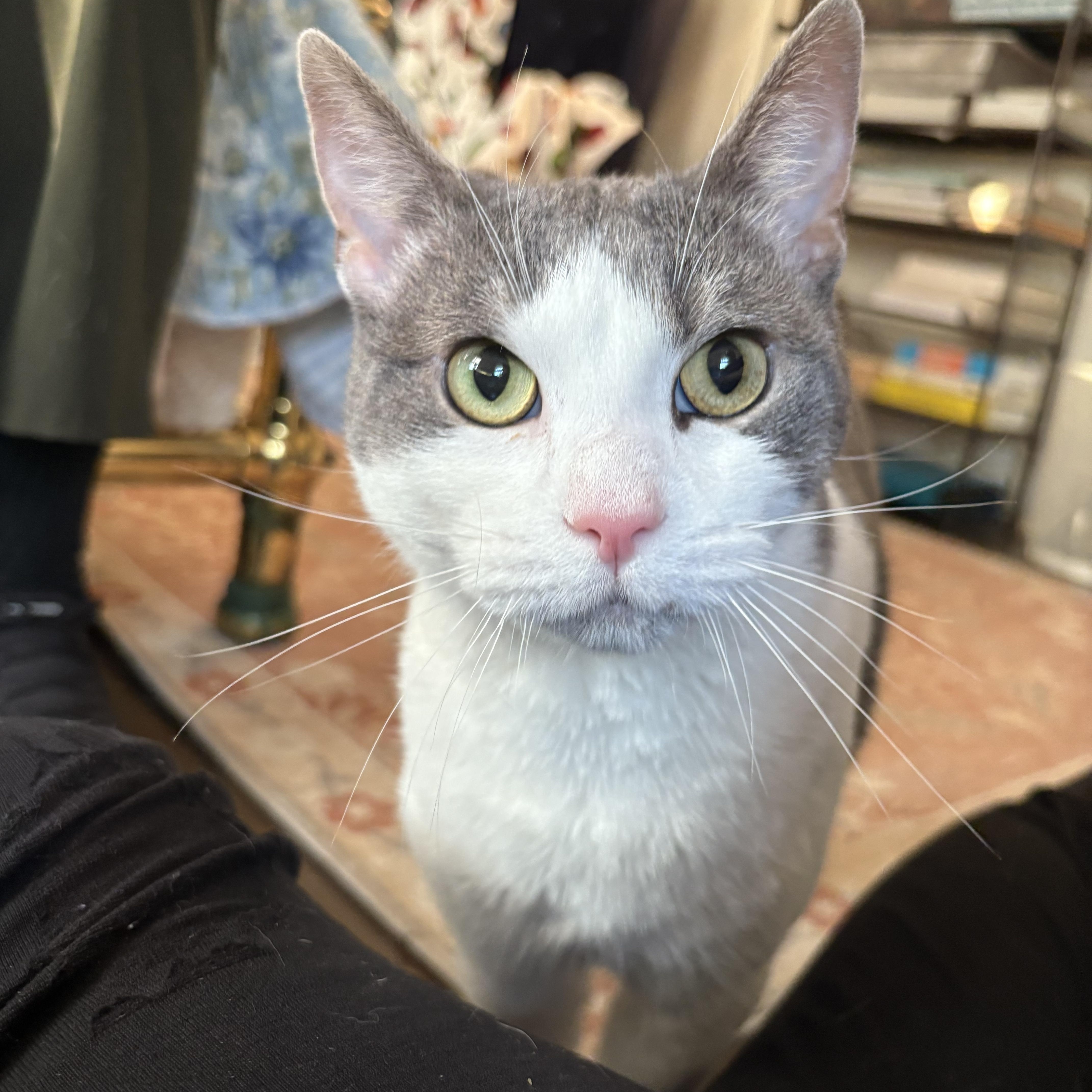 Man of your dreams Mercury, an adopted Domestic Short Hair in Providence, RI image 1/5
