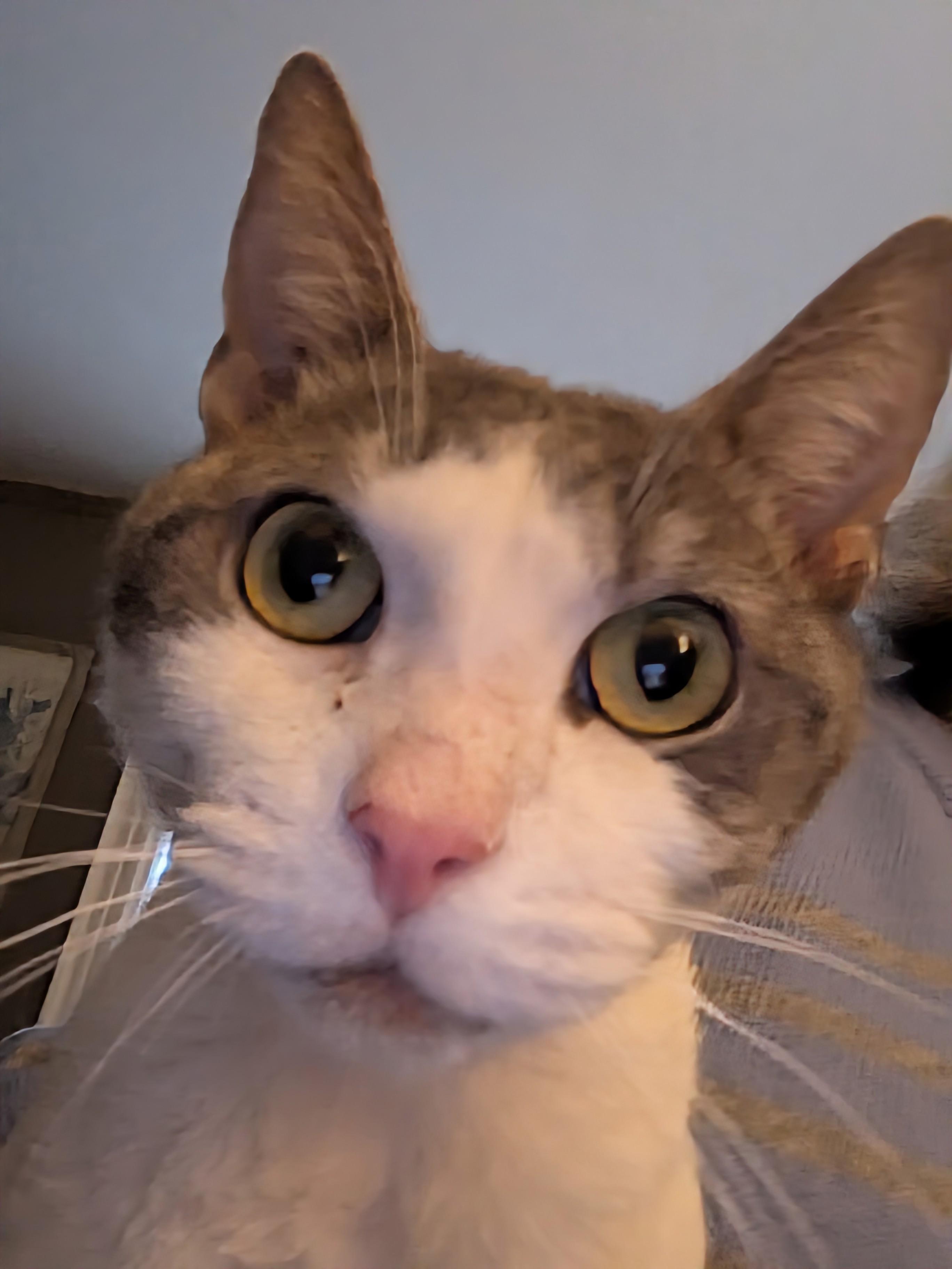 Man of your dreams Mercury, an adopted Domestic Short Hair in Providence, RI image 5/5