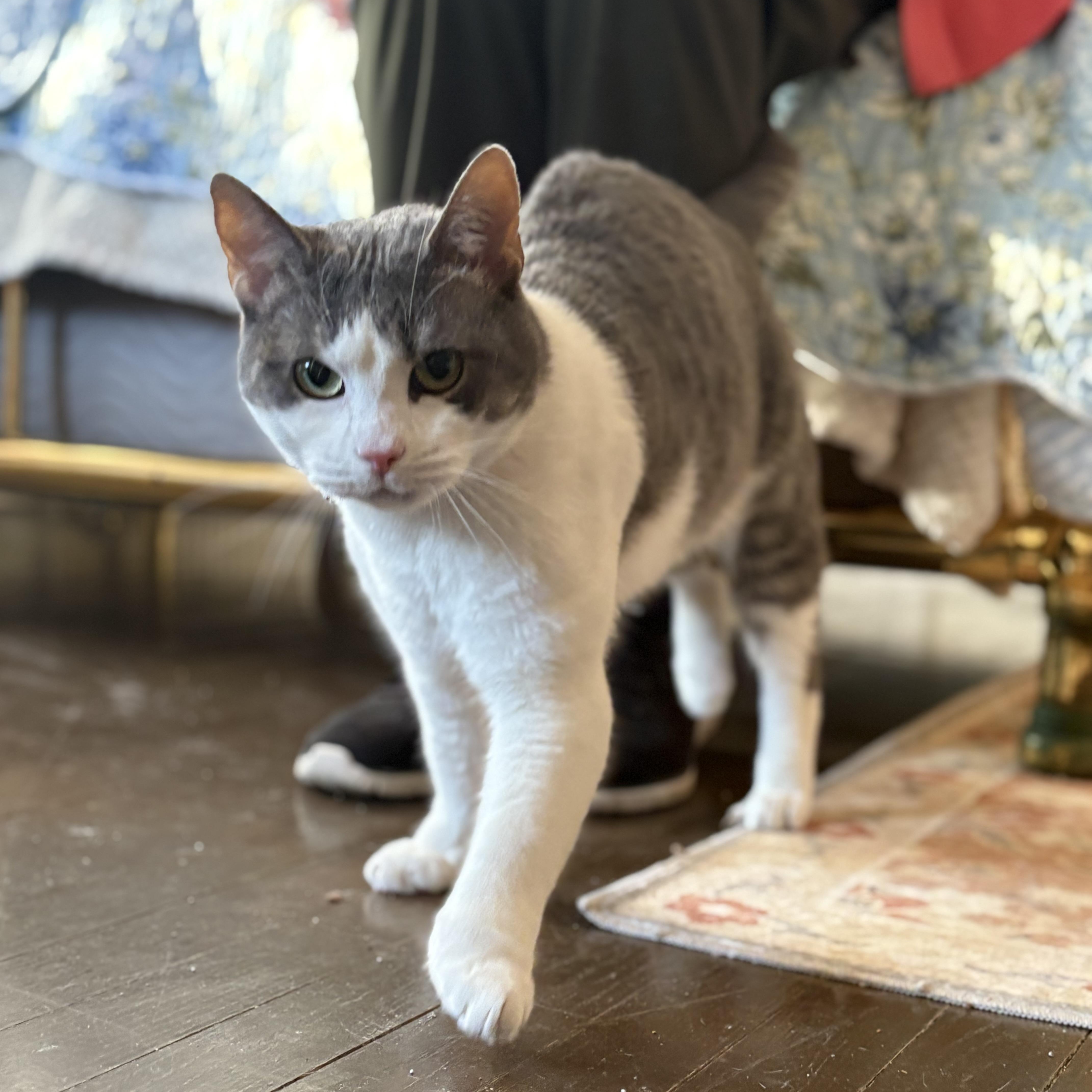 Man of your dreams Mercury, an adopted Domestic Short Hair in Providence, RI image 2/5