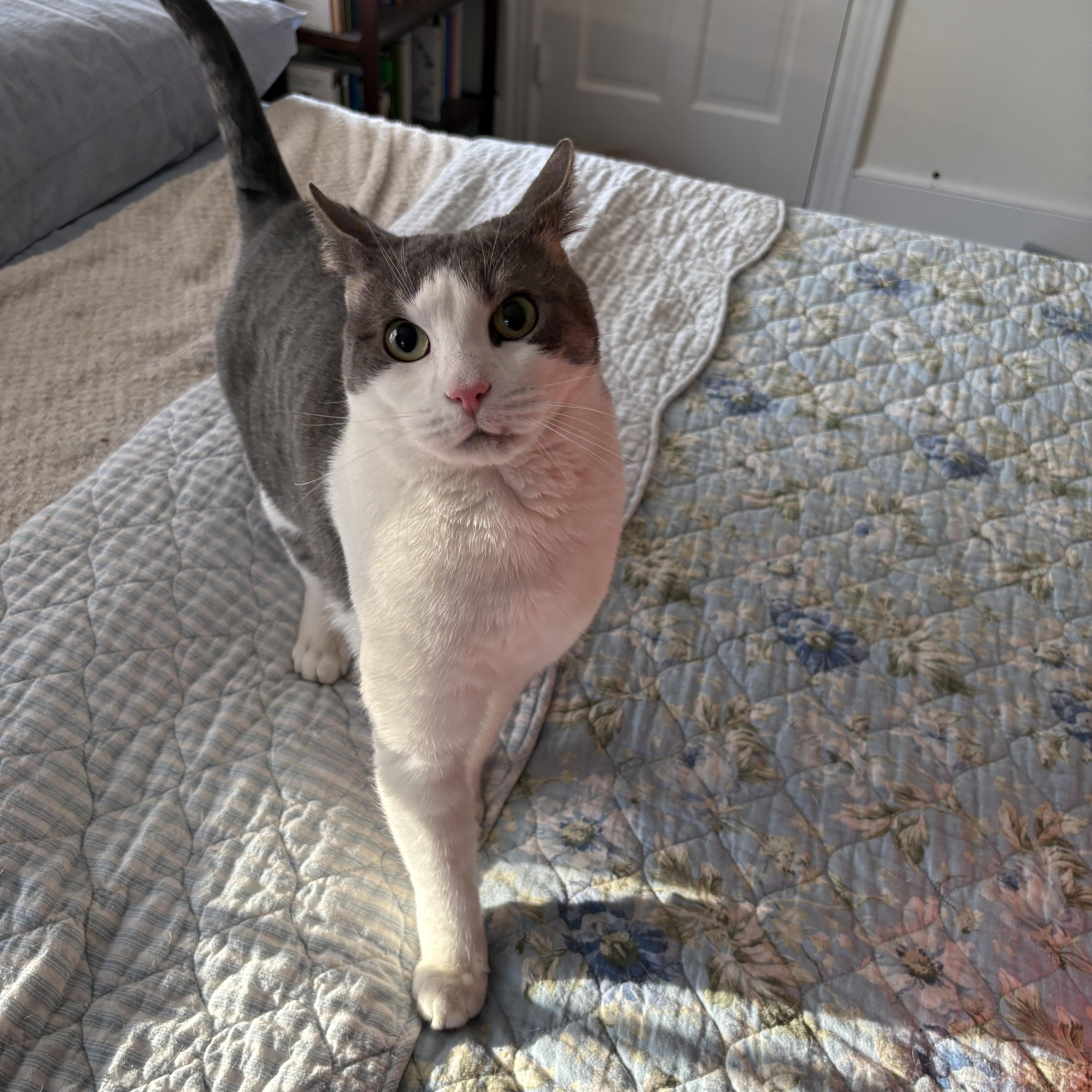 Man of your dreams Mercury, an adopted Domestic Short Hair in Providence, RI image 4/5