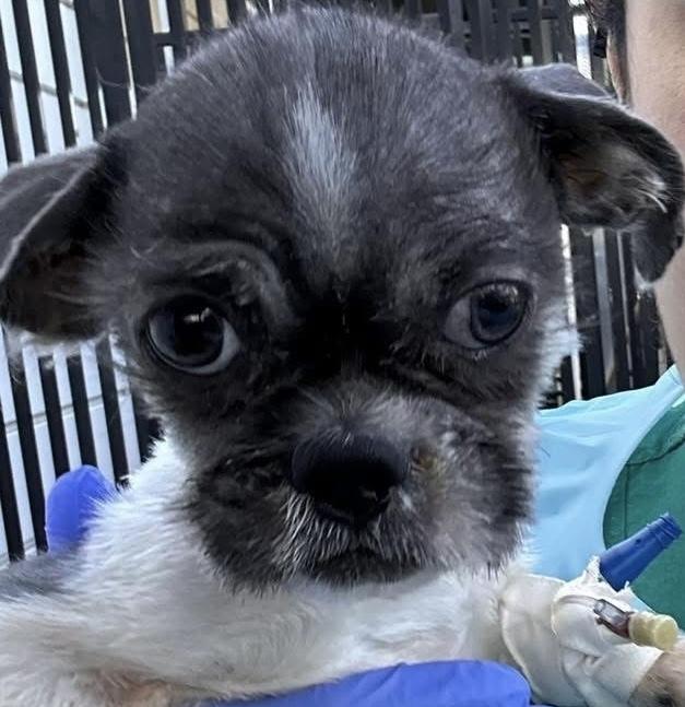 Enlarge Clifton, a Adoptable Shih Tzu in Mundelein, IL image 1/6