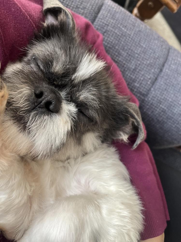 Enlarge Clifton, a Adoptable Shih Tzu in Mundelein, IL image 2/6