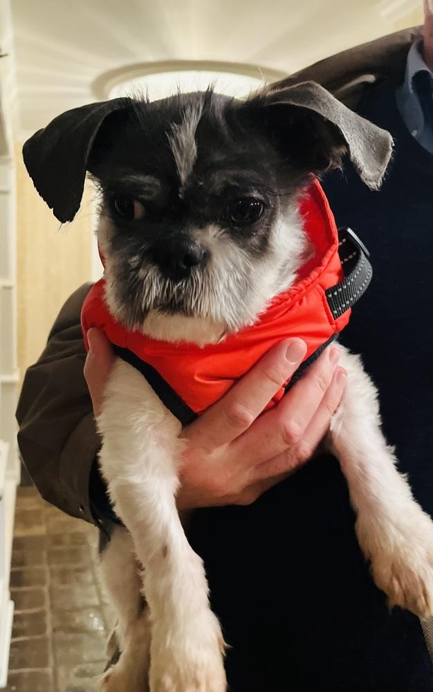 Enlarge Clifton, a Adoptable Shih Tzu in Mundelein, IL image 3/6