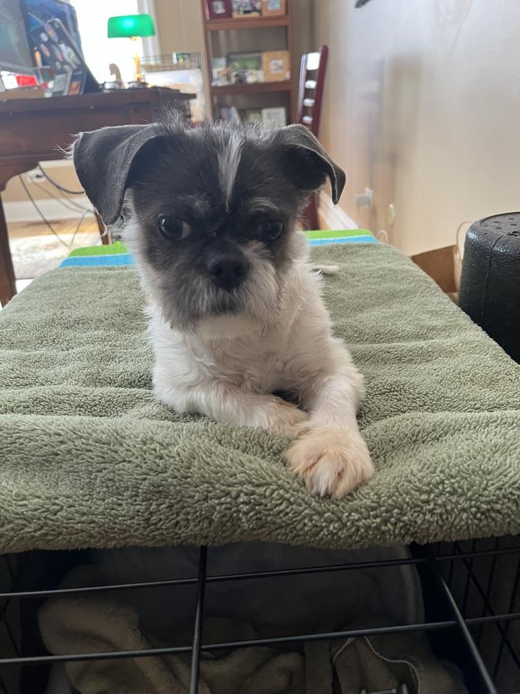 Enlarge Clifton, a Adoptable Shih Tzu in Mundelein, IL image 4/6