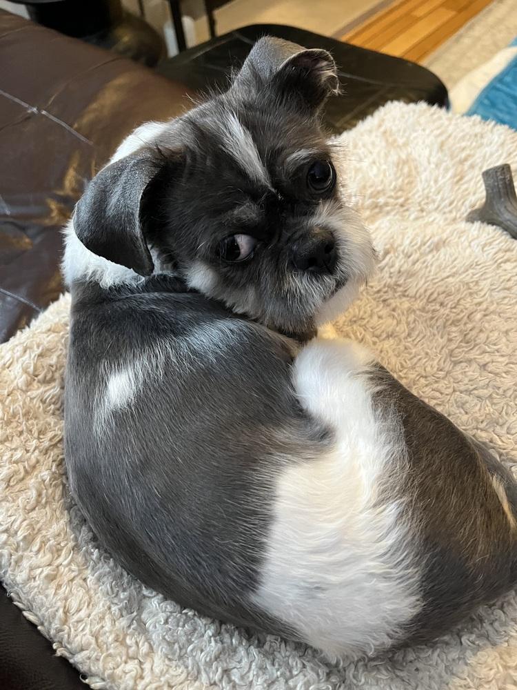 Enlarge Clifton, a Adoptable Shih Tzu in Mundelein, IL image 6/6