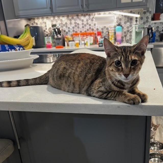 Jasmine, Adoptable, Young Female Domestic Short Hair.