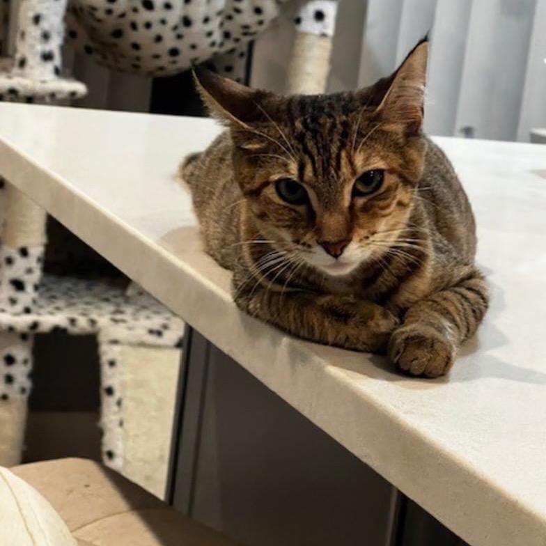 Enlarge Jasmine, a Adoptable Domestic Short Hair in Lauderhill, FL image 3/4