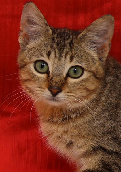 Mistletoe, Adoptable, Kitten Male Domestic Short Hair & Domestic Short Hair.