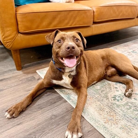 Bourbon Baby the Mini Chocolate Sweetheart