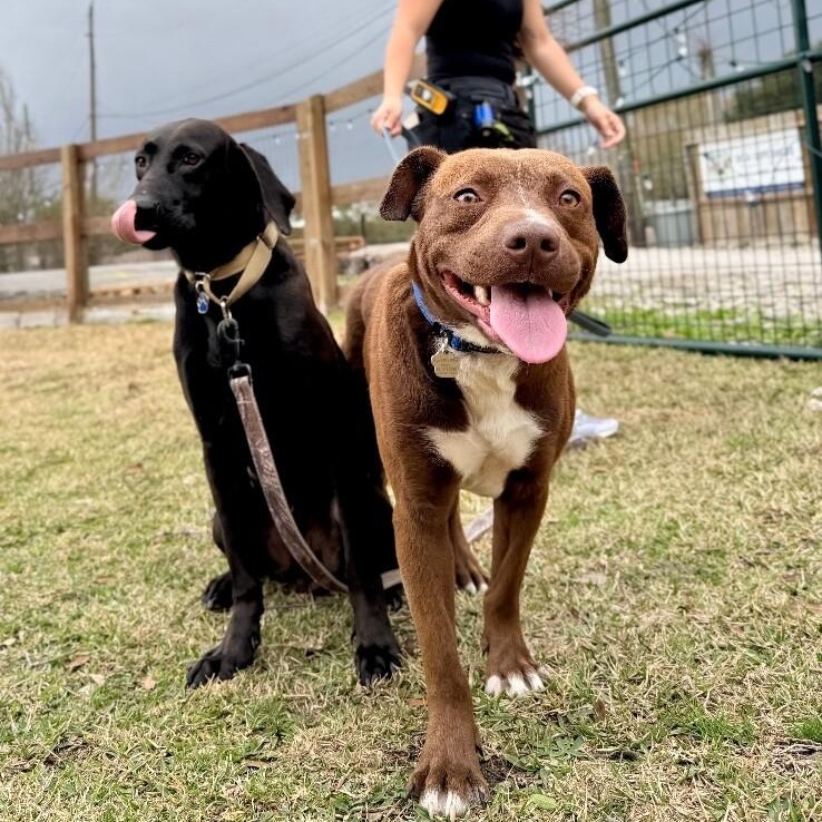 Bourbon Baby the Mini Chocolate Sweetheart — thumbnail 2