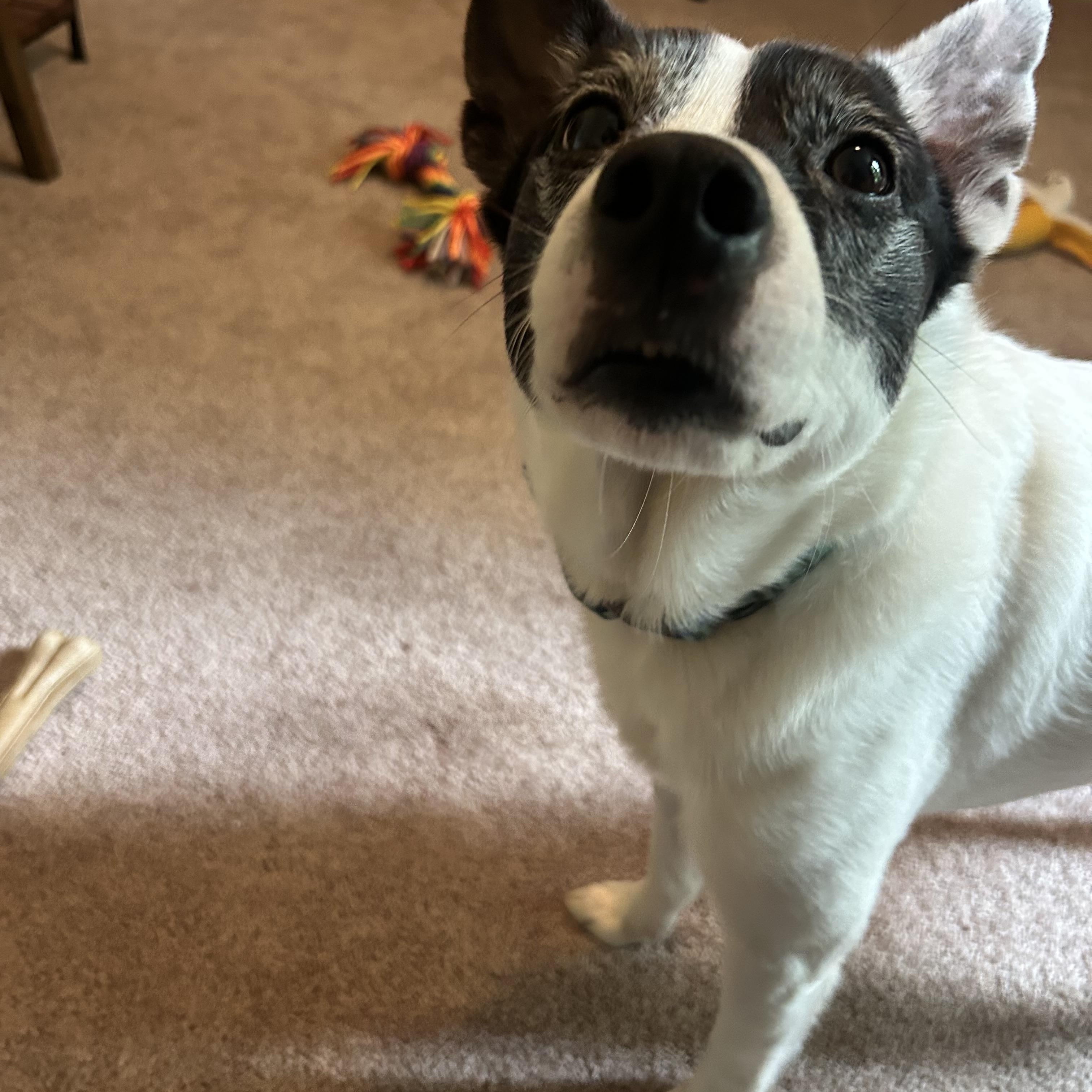 Enlarge Spottie Dog, an adoptable Canaan Dog in Angier , NC image 6/6