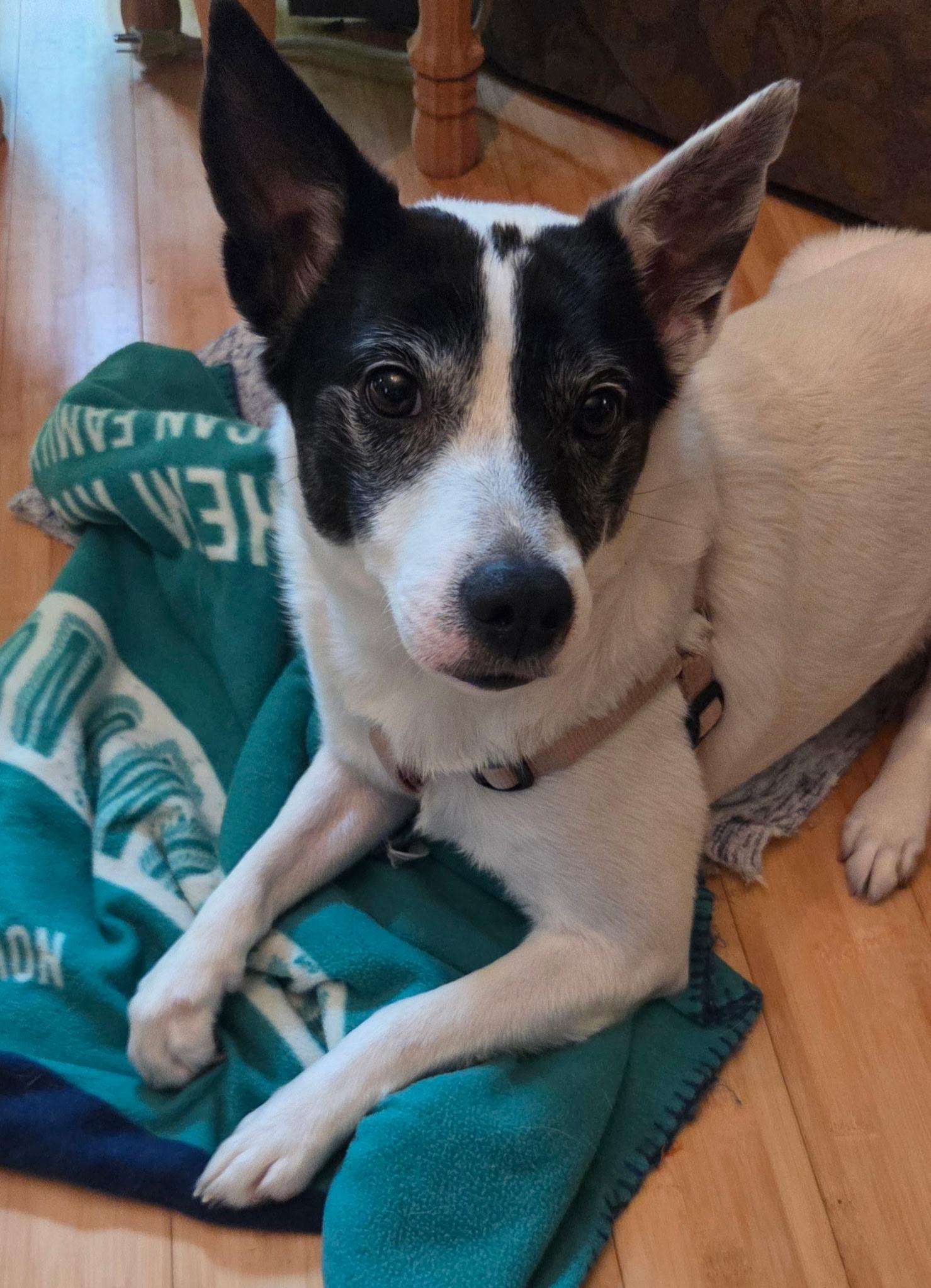 Enlarge Spottie Dog, an adoptable Canaan Dog in Angier , NC image 3/6
