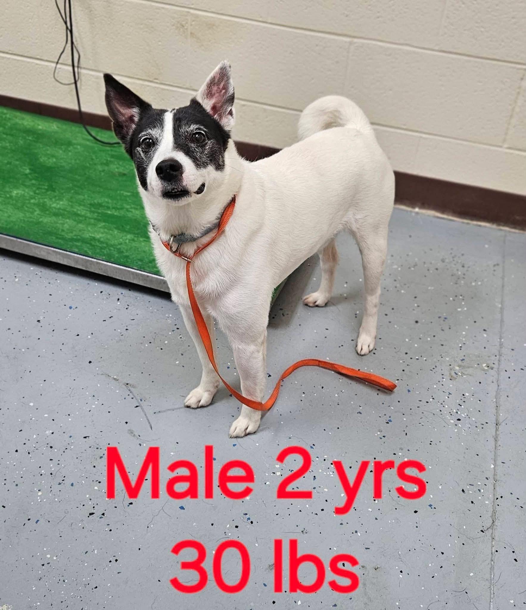 Spot, ADOPTABLE, Young Male Rat Terrier & Jack Russell Terrier.