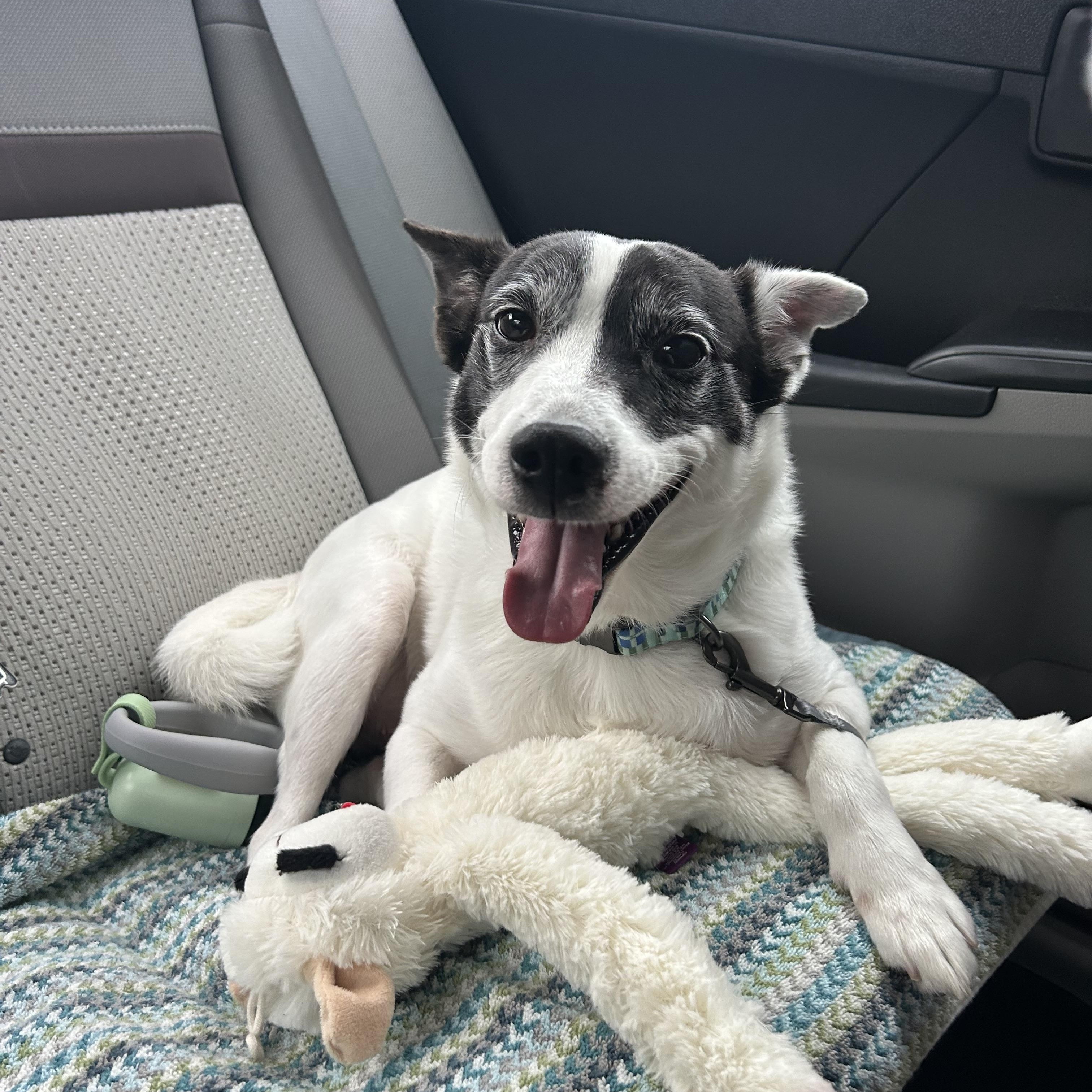 Enlarge Spottie Dog, an adoptable Canaan Dog in Angier , NC image 5/6