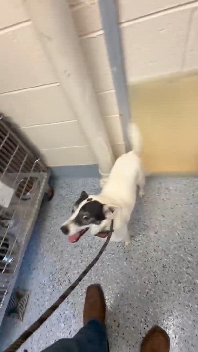 Enlarge Spot, a ADOPTABLE mixed breed in Cary, NC video 1/3
