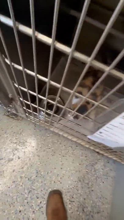 Enlarge Spot, a ADOPTABLE mixed breed in Cary, NC video 3/3