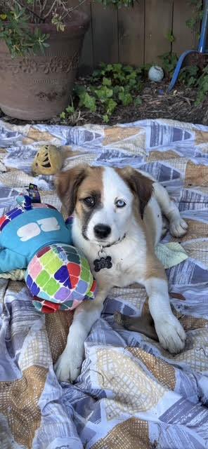 Sunny, an adopted mixed breed in Santa Rosa, CA image 3/4