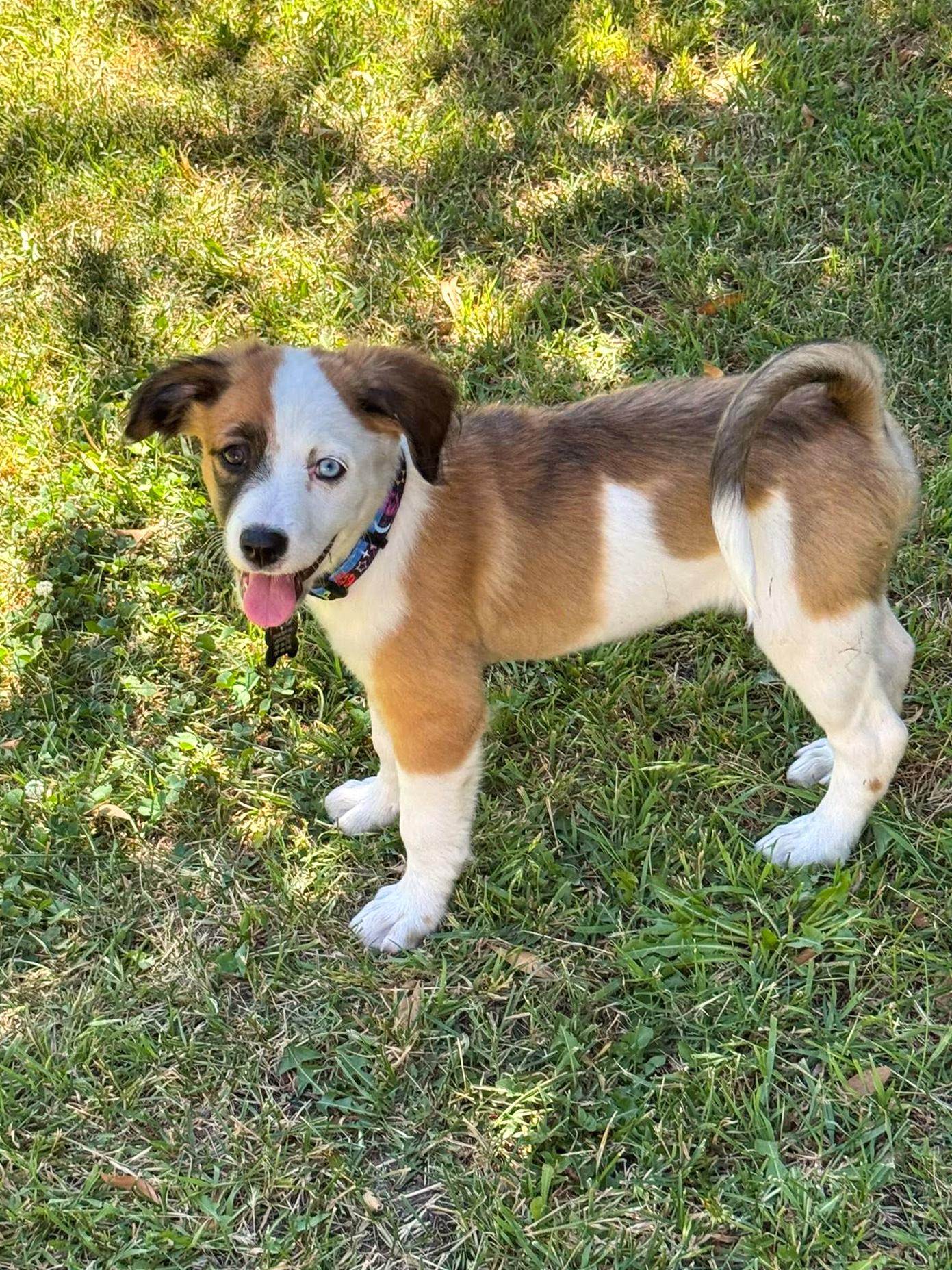 Sunny, adopted, Puppy Female Siberian Husky & Shepherd.