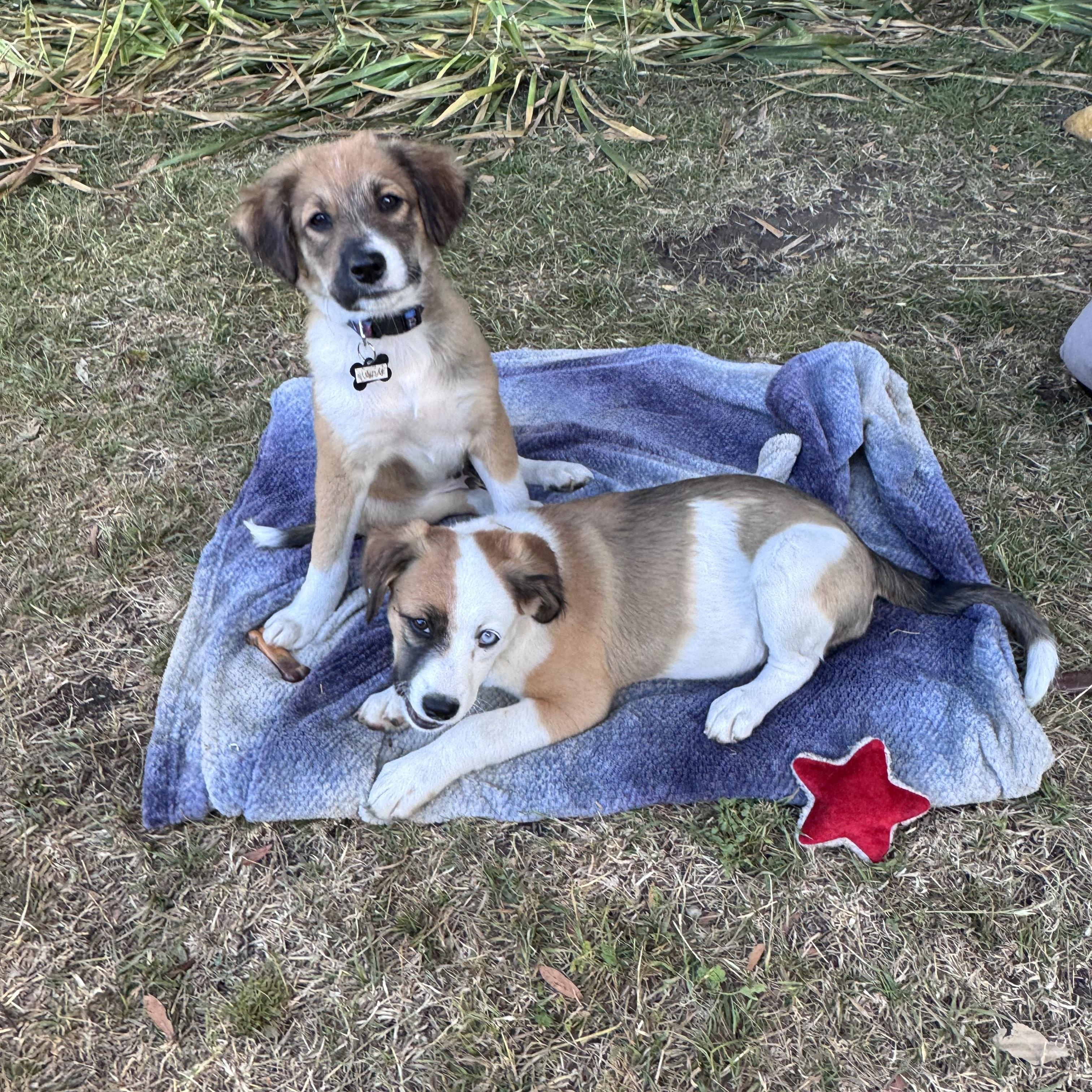 Sunny, an adopted mixed breed in Santa Rosa, CA image 2/4