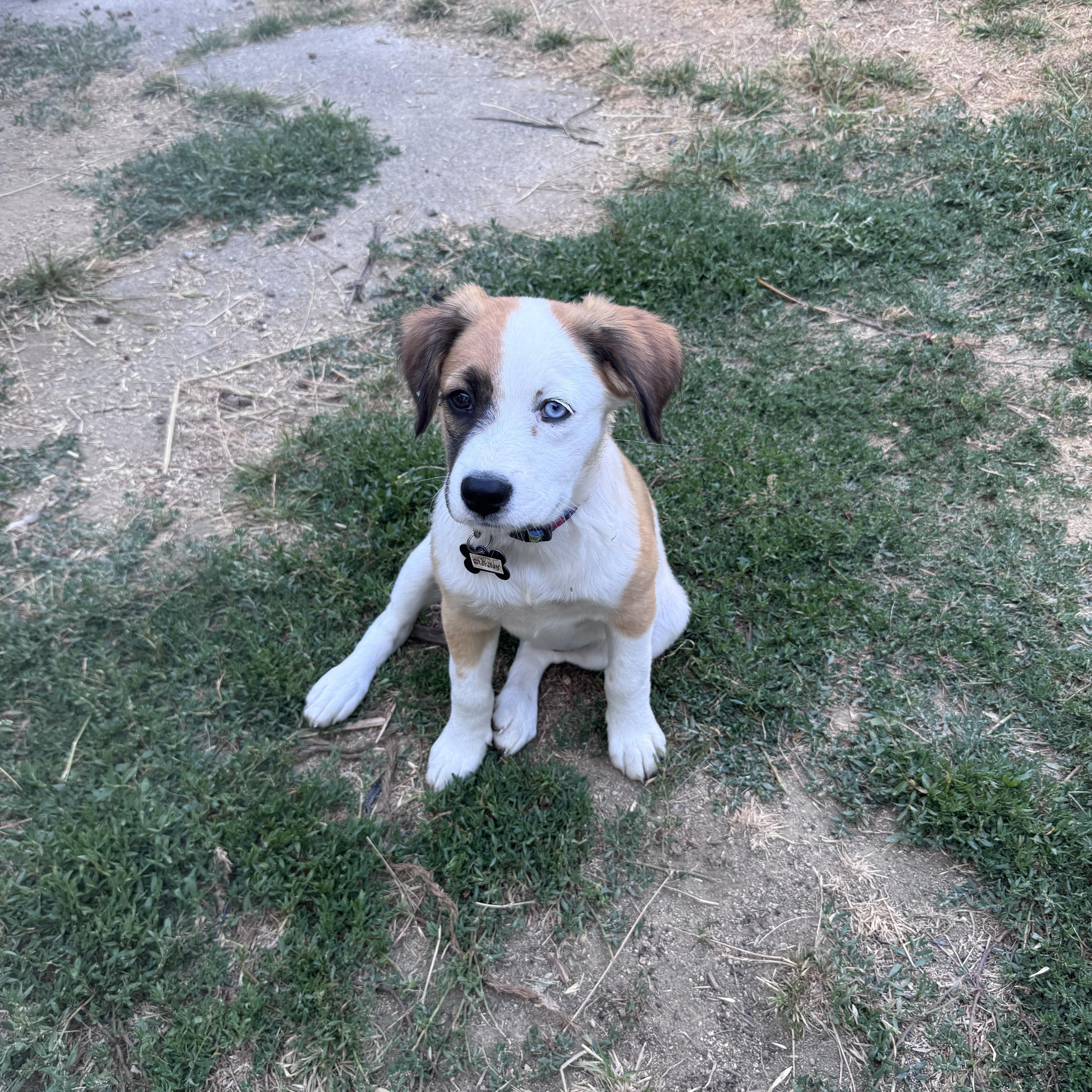 Sunny, an adopted mixed breed in Santa Rosa, CA image 4/4