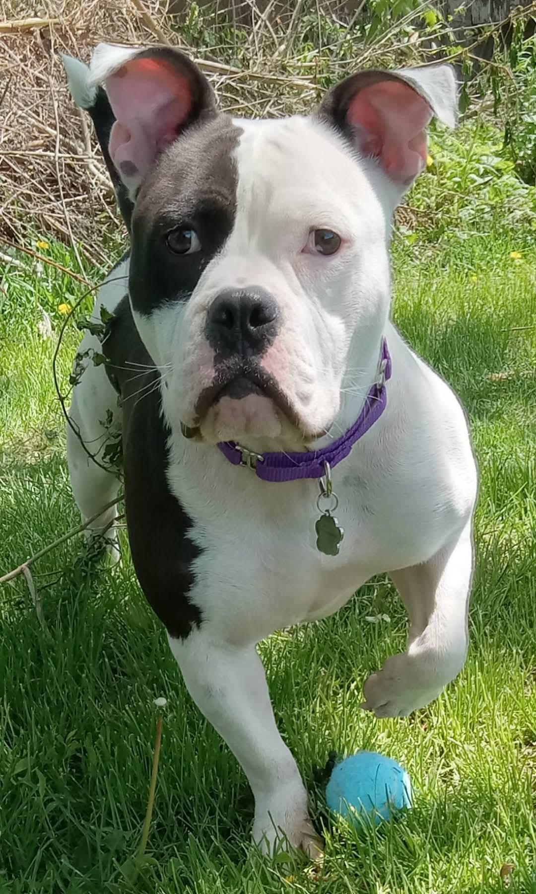 Bree