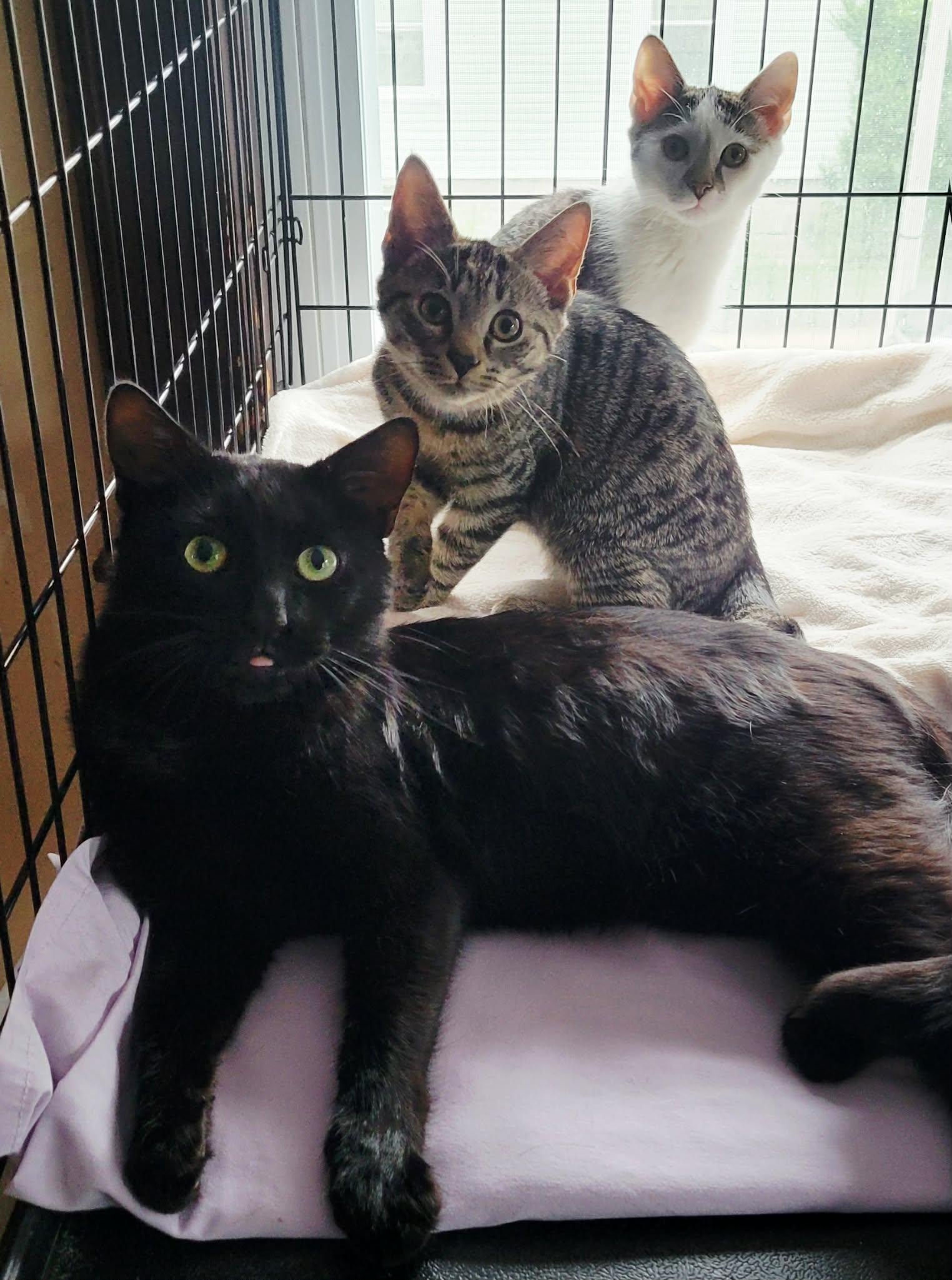 Stormy, a ADOPTABLE Domestic Short Hair in Roslindale, MA image 3/4