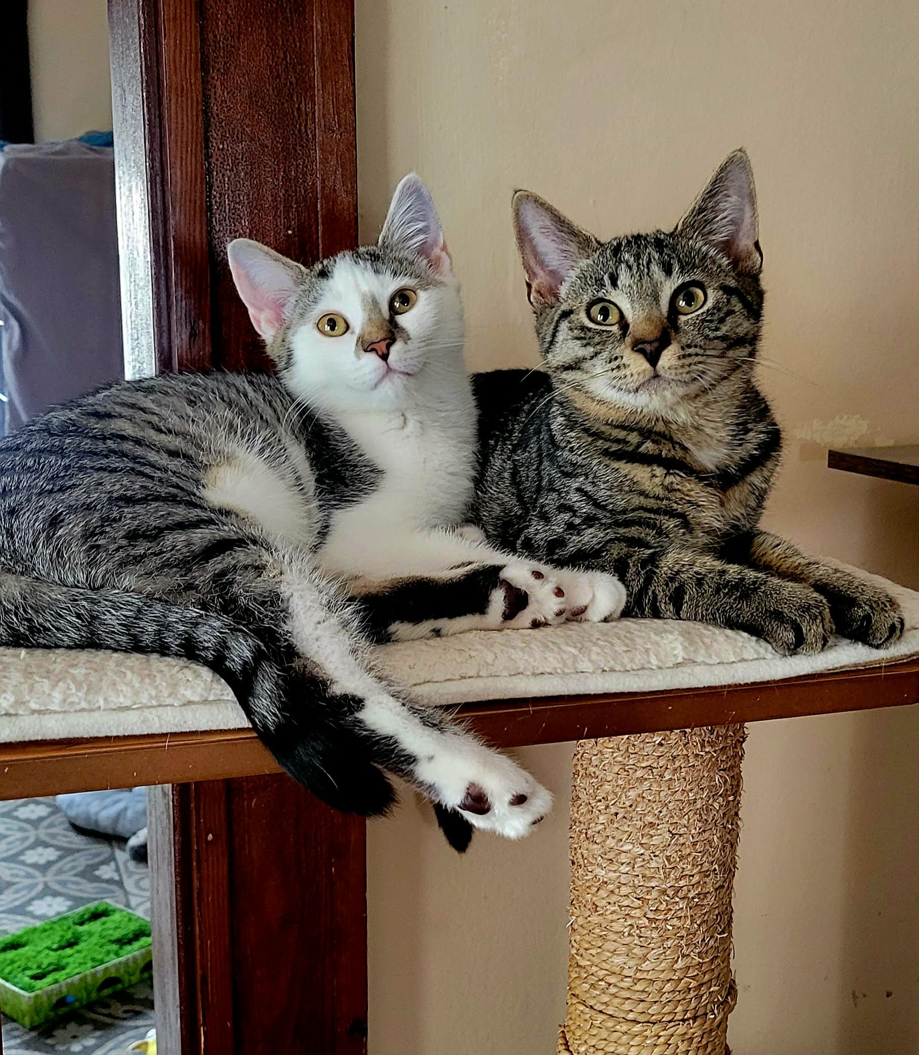 Stormy, ADOPTABLE, Kitten Female Domestic Short Hair.