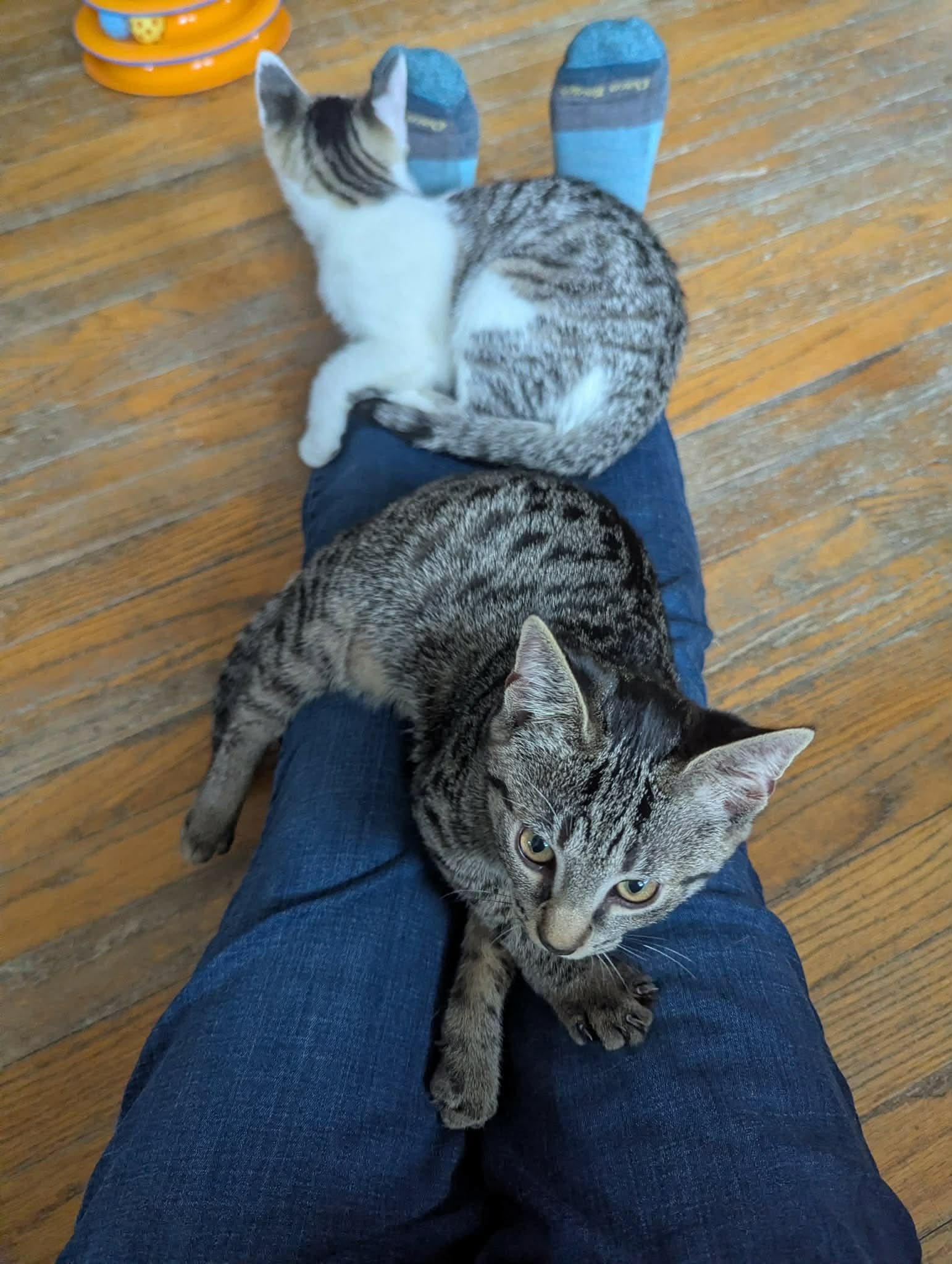Stormy, a ADOPTABLE Domestic Short Hair in Roslindale, MA image 2/4