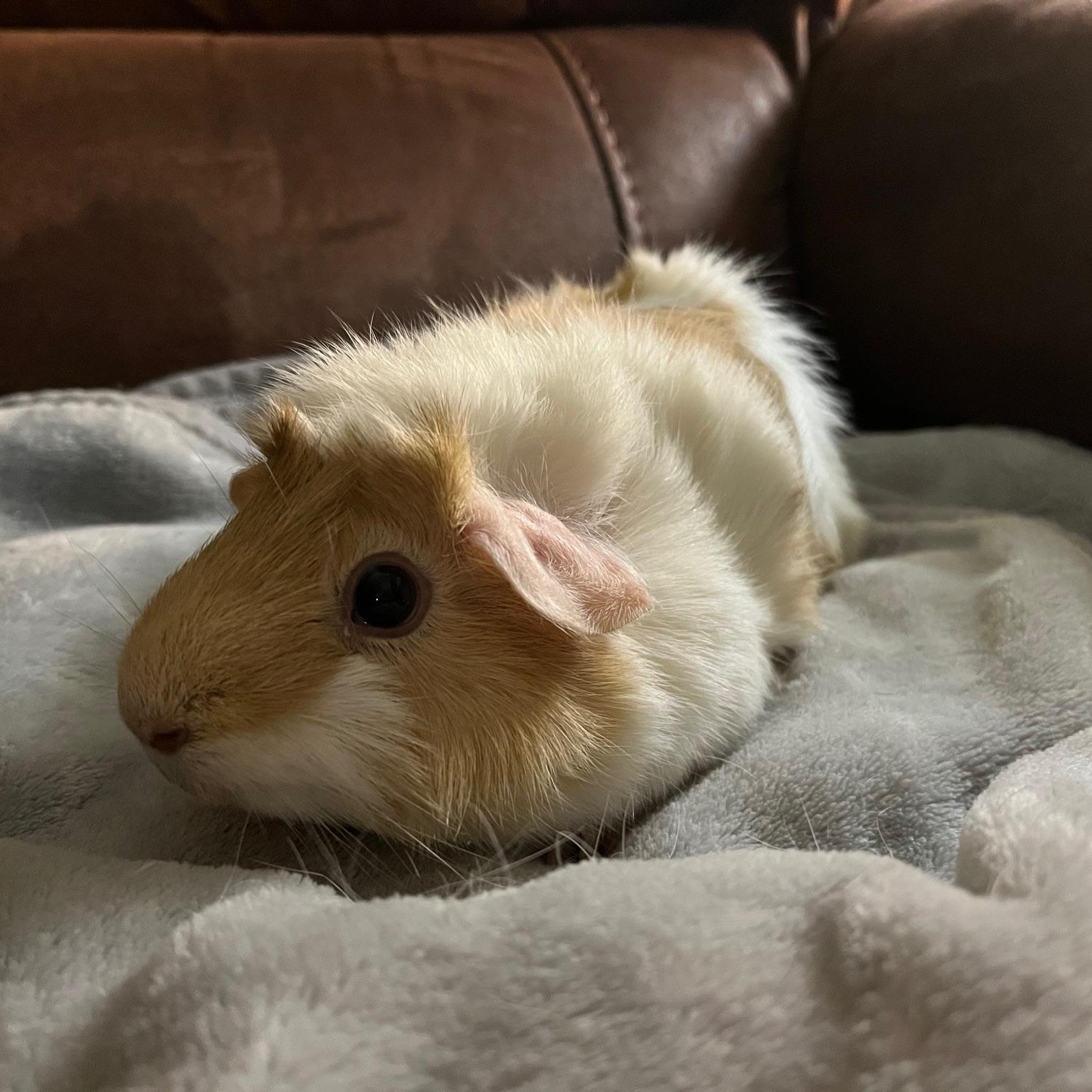 Peaches, Adult Female unknown