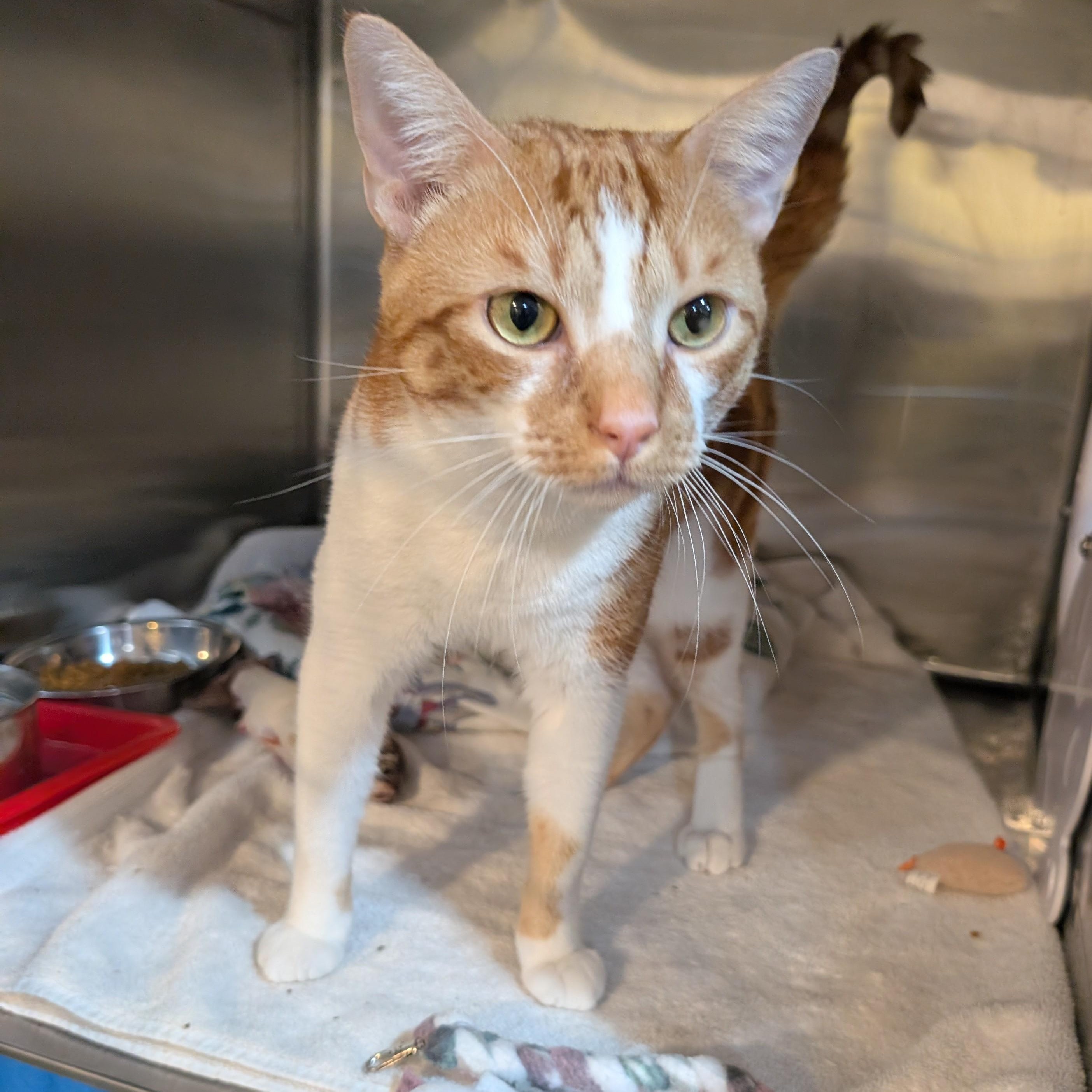 Taj, a Adoptable Domestic Short Hair in West Palm Beach, FL image 4/5