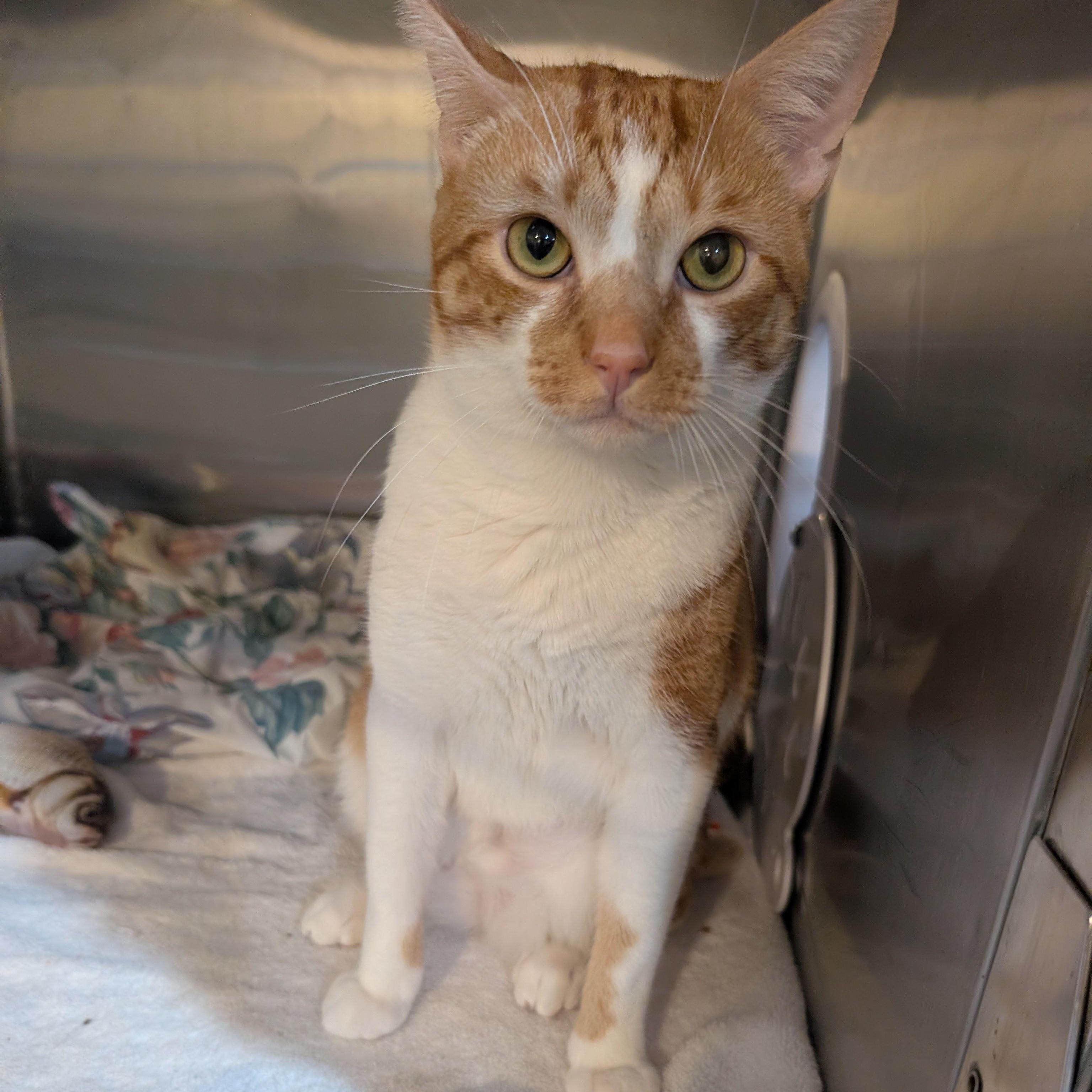 Taj, a Adoptable Domestic Short Hair in West Palm Beach, FL image 2/5