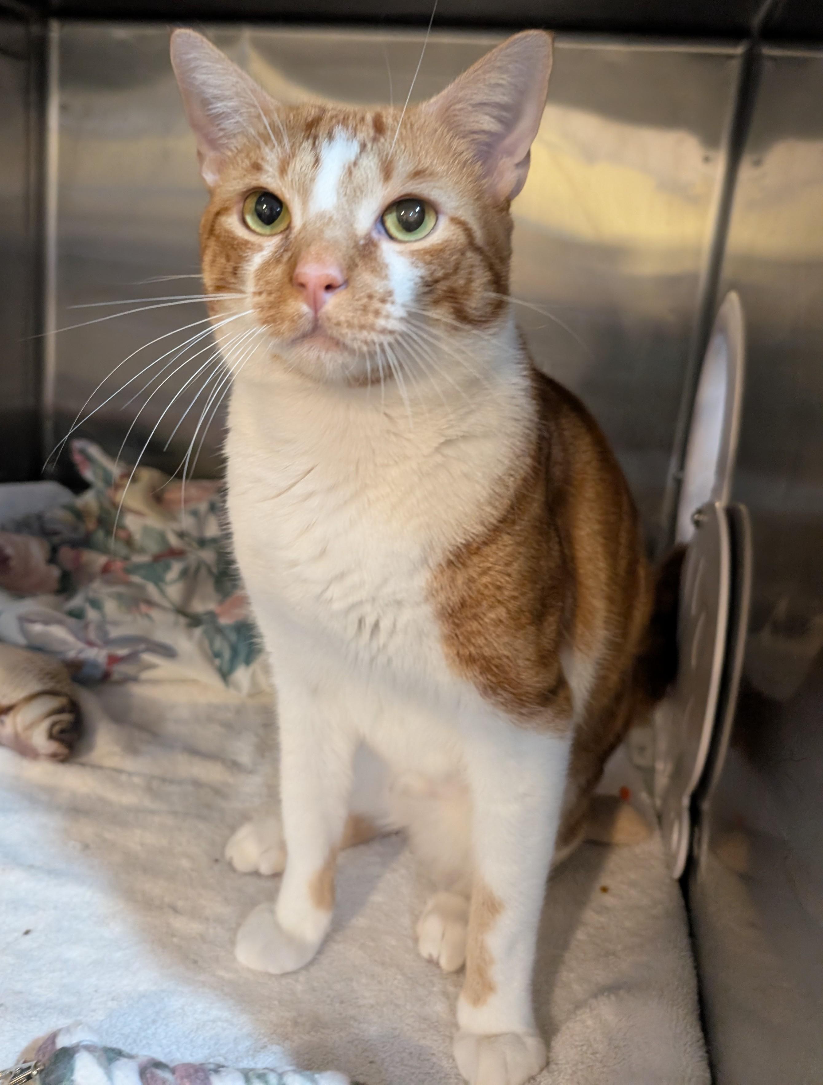 Taj, a Adoptable Domestic Short Hair in West Palm Beach, FL image 5/5