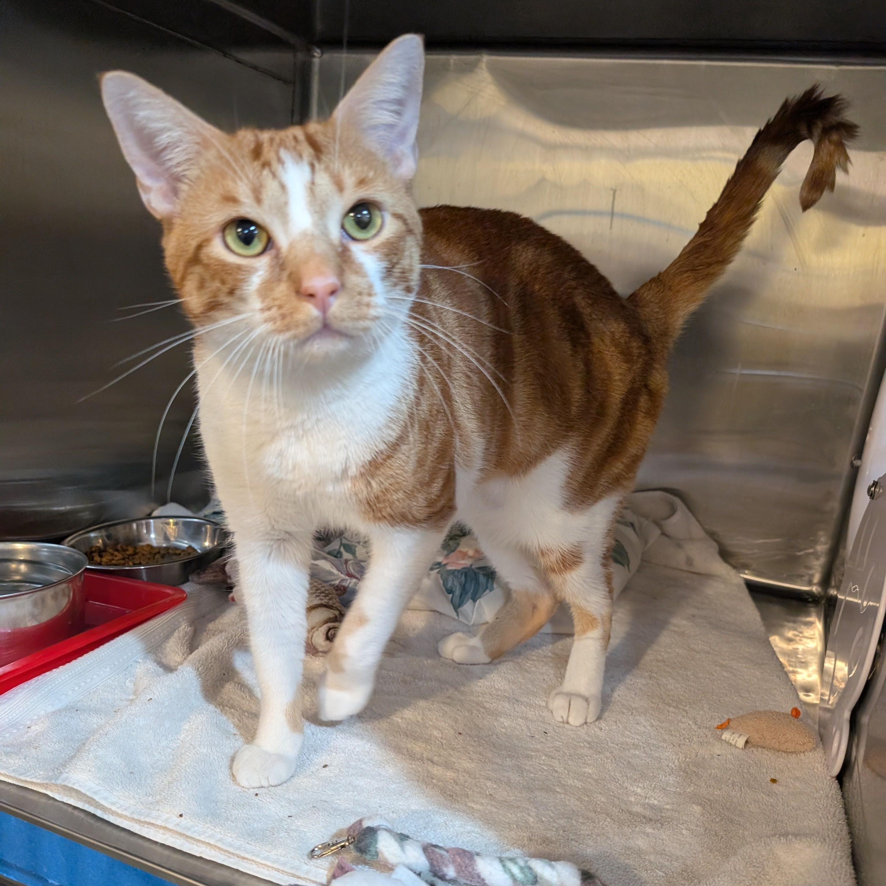 Taj, a Adoptable Domestic Short Hair in West Palm Beach, FL image 3/5