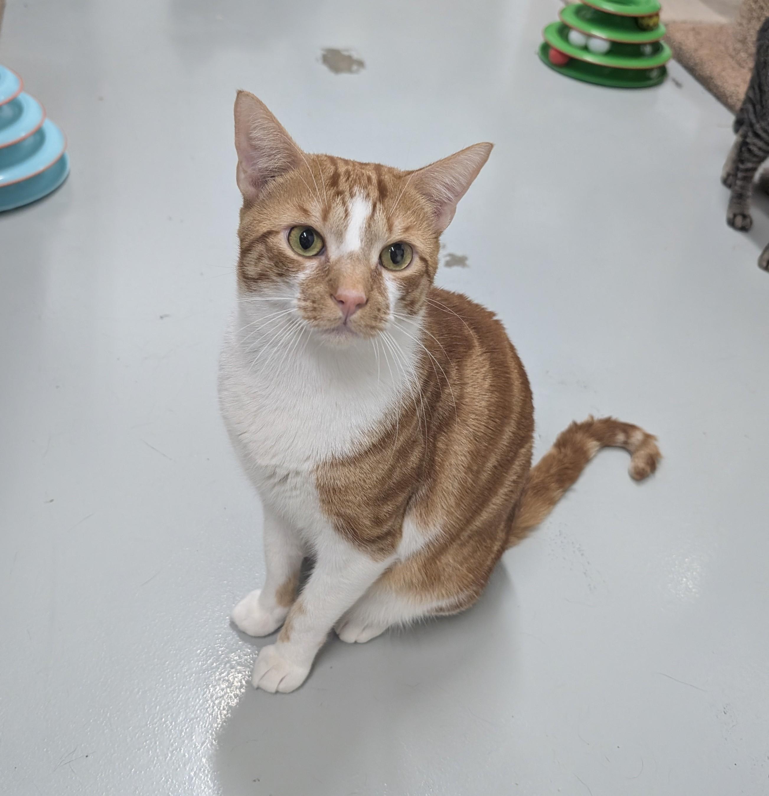 Taj, Adoptable, Young Male Domestic Short Hair.