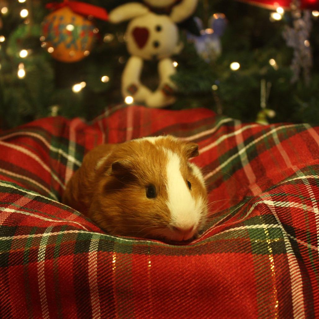 Teddy, Adoptable, Adult Male Guinea Pig & Abyssinian.