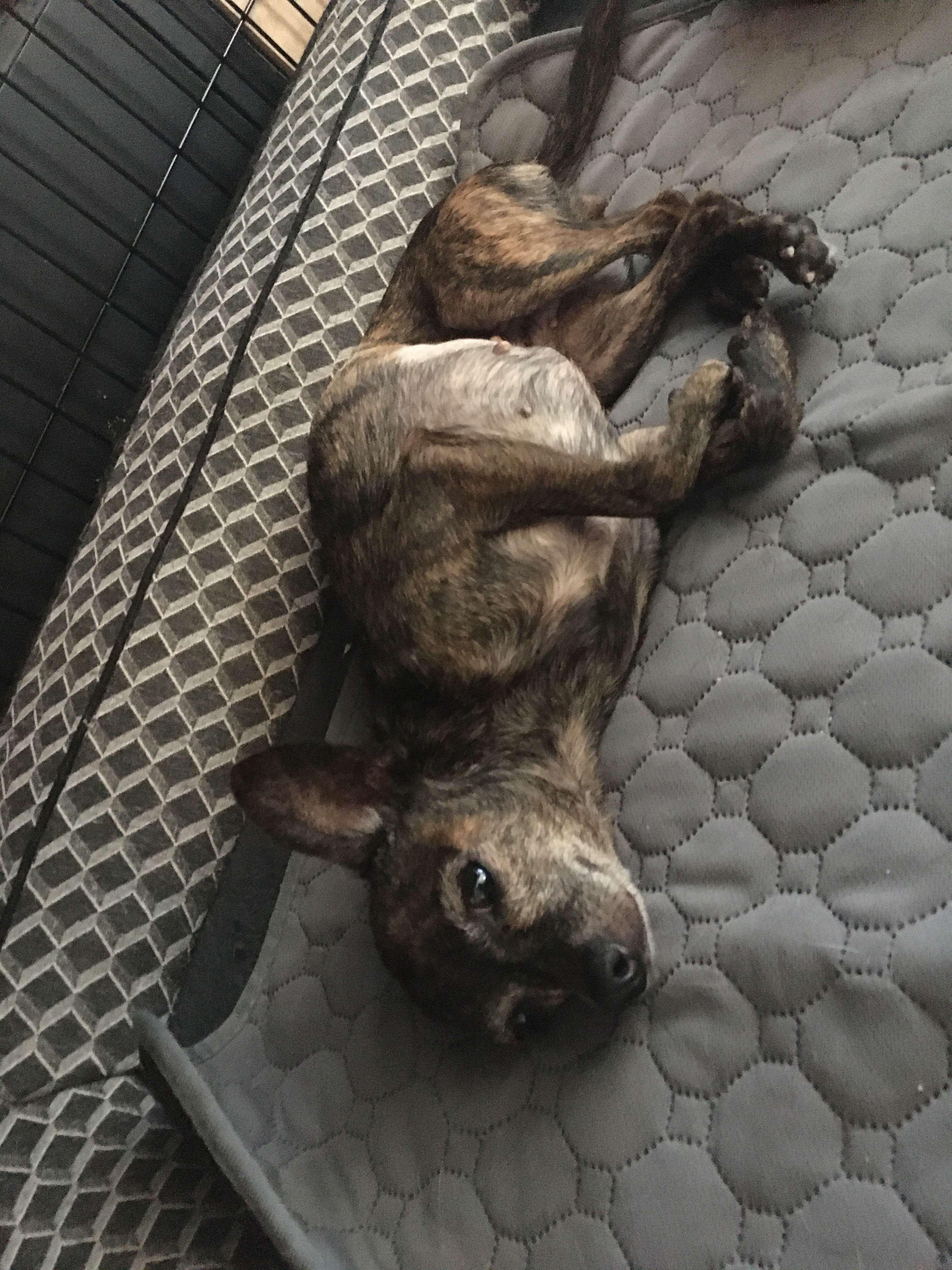 Taffy, an adoptable Chihuahua in BUTTE, MT, 59701 | Photo Image 4