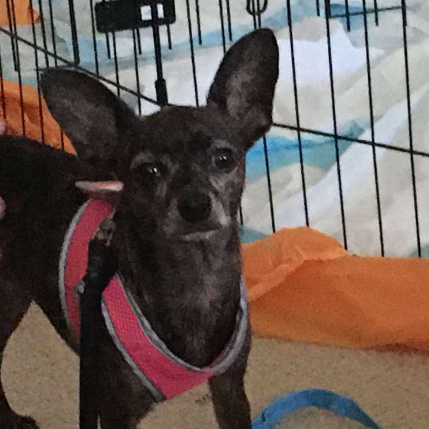 Taffy, an adoptable Chihuahua in BUTTE, MT, 59701 | Photo Image 3