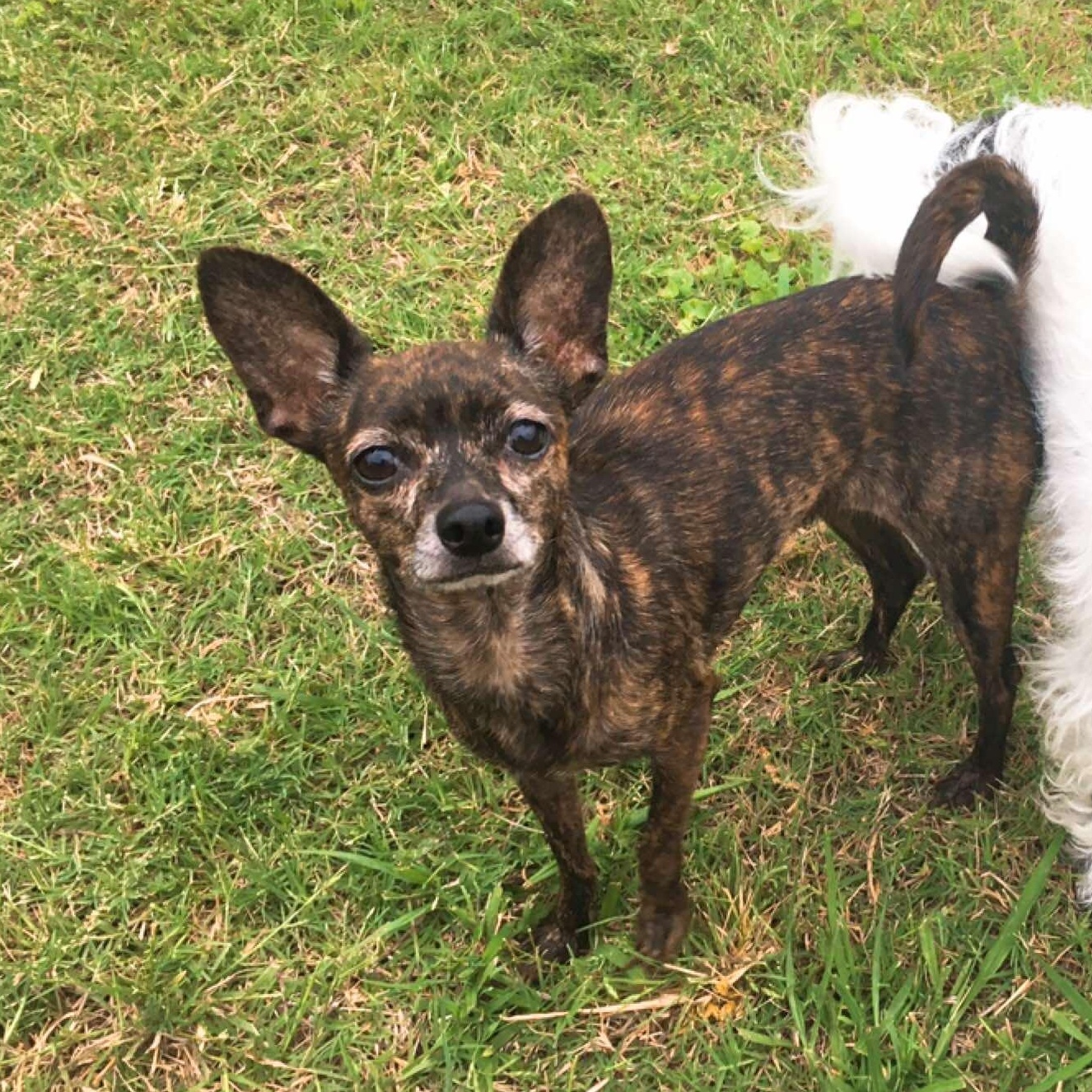 Taffy, an adoptable Chihuahua in BUTTE, MT, 59701 | Photo Image 1