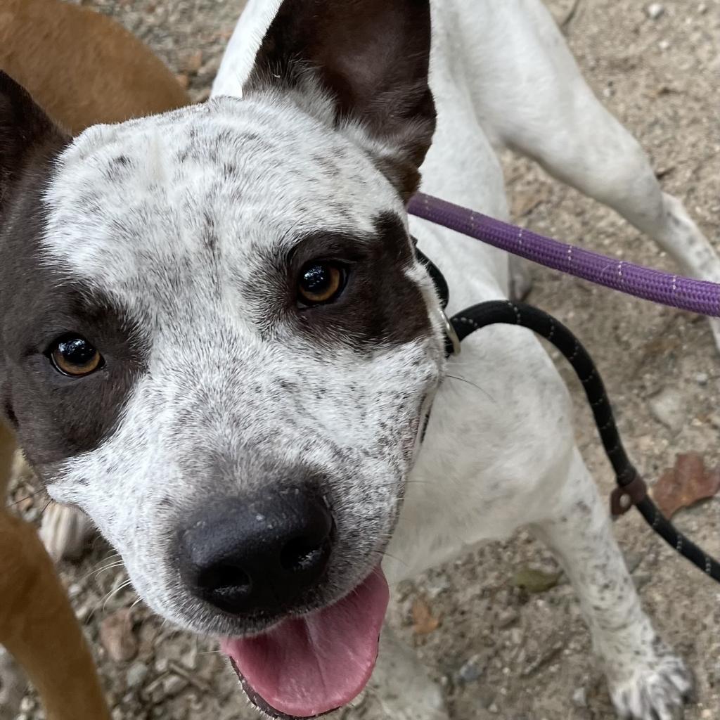 Enlarge Bowie, a Adoptable mixed breed in Dallas, TX image 1/2