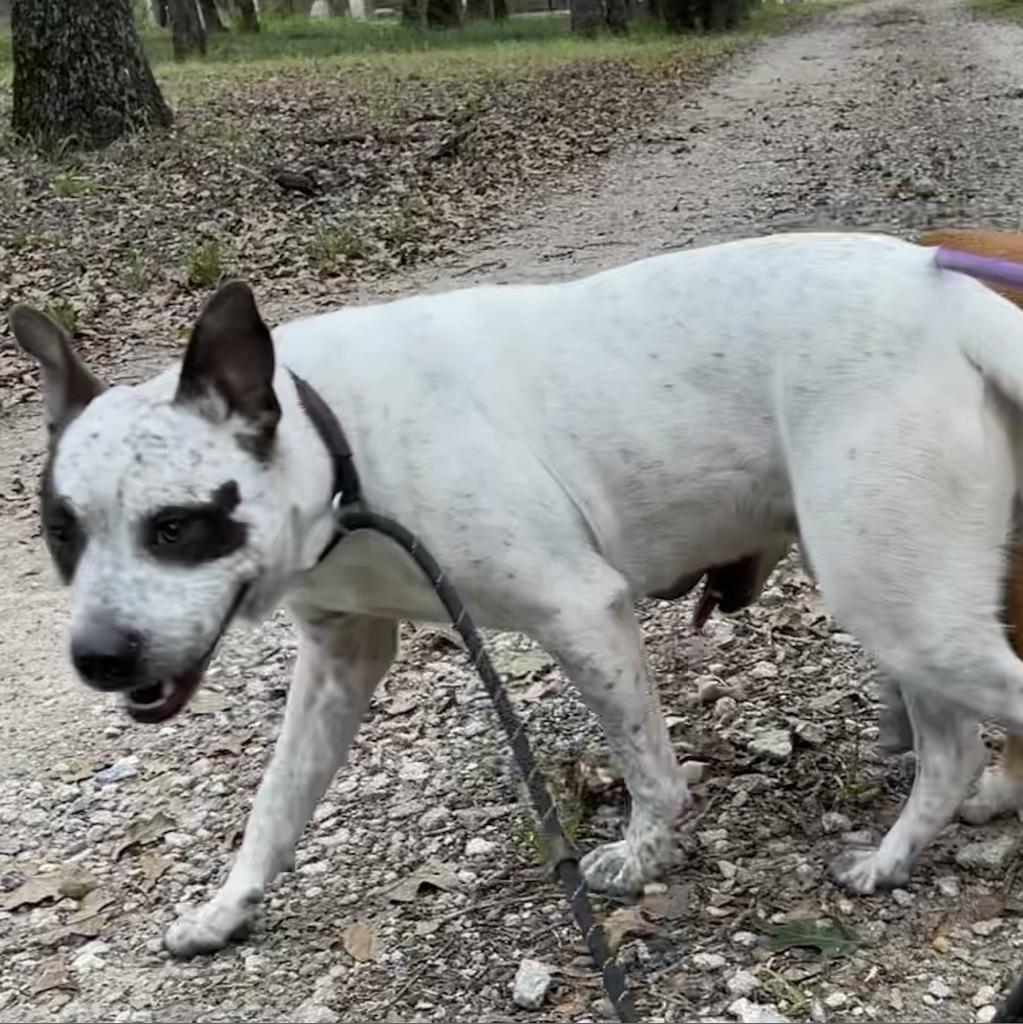 Enlarge Bowie, a Adoptable mixed breed in Dallas, TX image 2/2