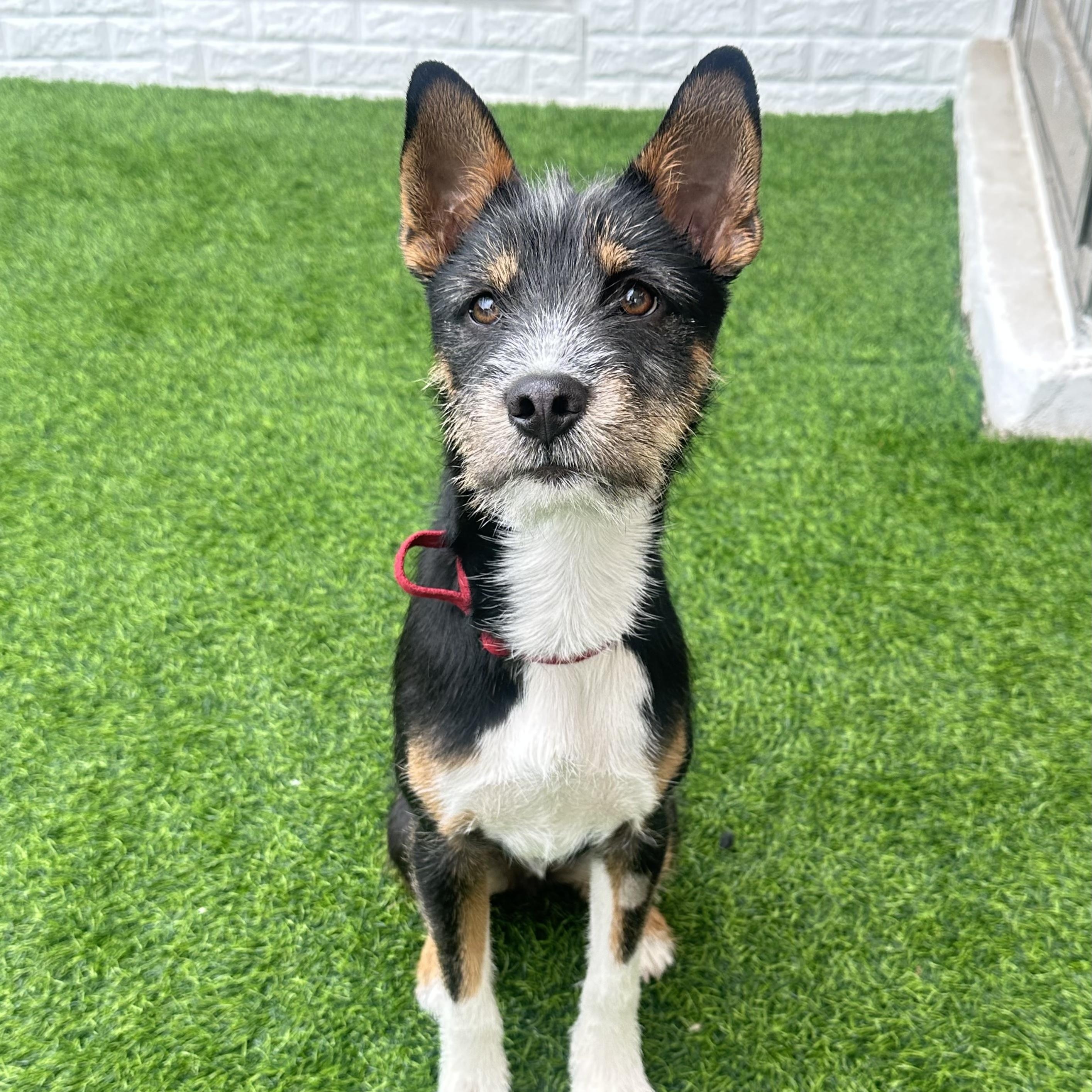 Brownie, adopted, Puppy Male Rat Terrier & Jindo.