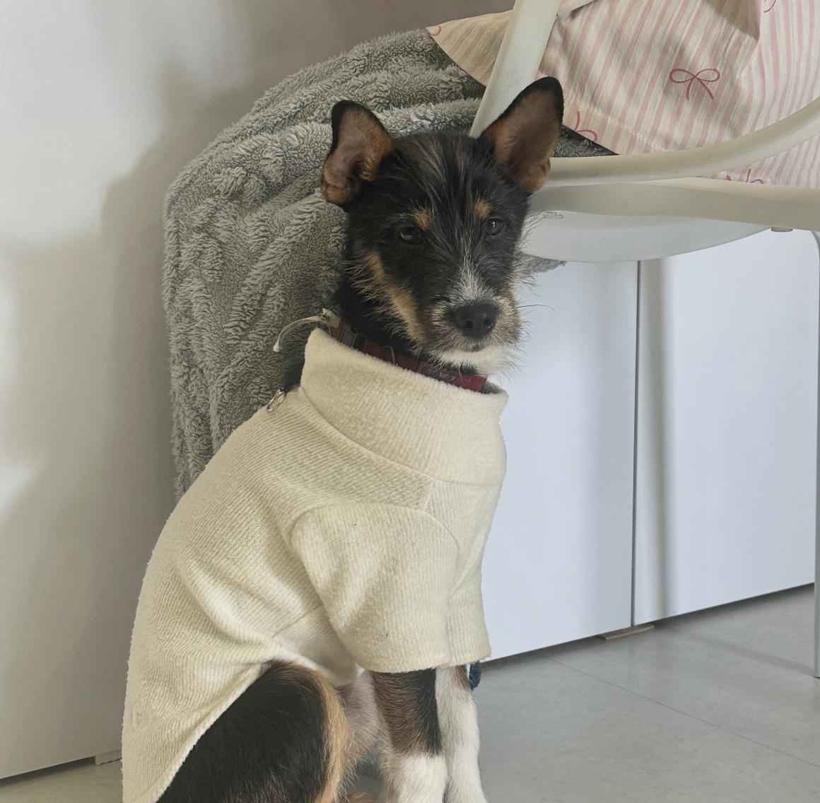 Enlarge Brownie, an adopted mixed breed in West Hartford , CT image 3/5