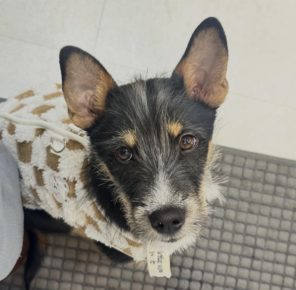 Enlarge Brownie, an adopted mixed breed in West Hartford , CT image 4/5