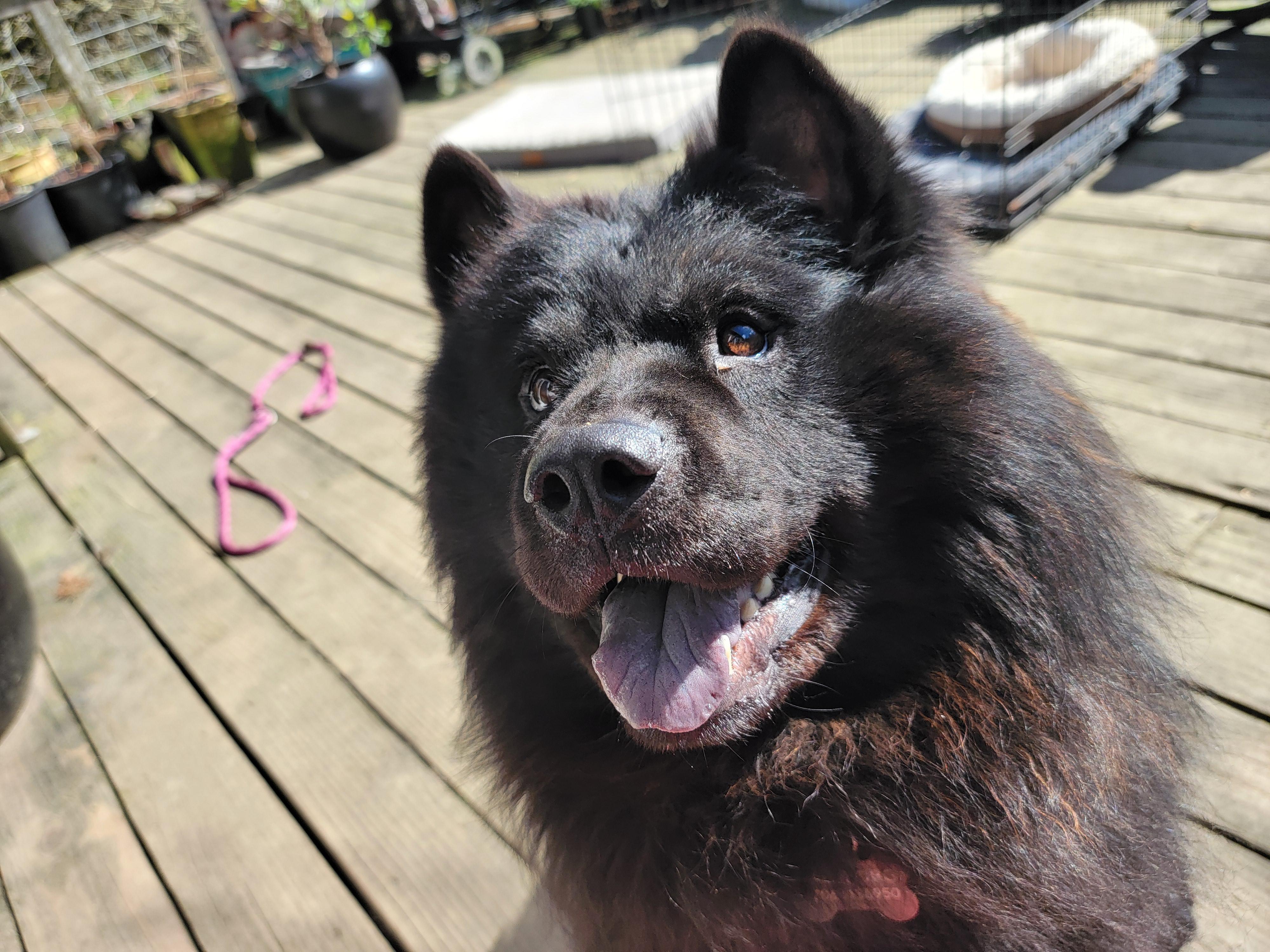 Enlarge VITO, a ADOPTABLE Chow Chow in Eastsound, WA image 4/4