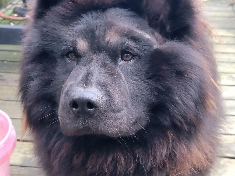Enlarge VITO, a ADOPTABLE Chow Chow in Eastsound, WA image 3/4